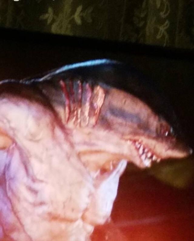 cursed_shark cursedimages