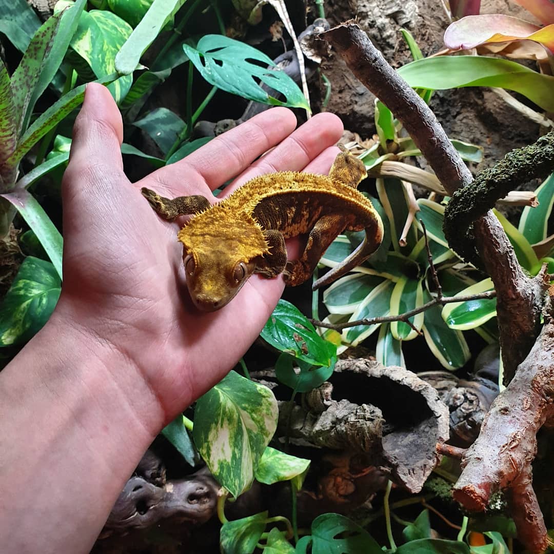 This is my crested gecko called mr gecko 😅 r/reptiles