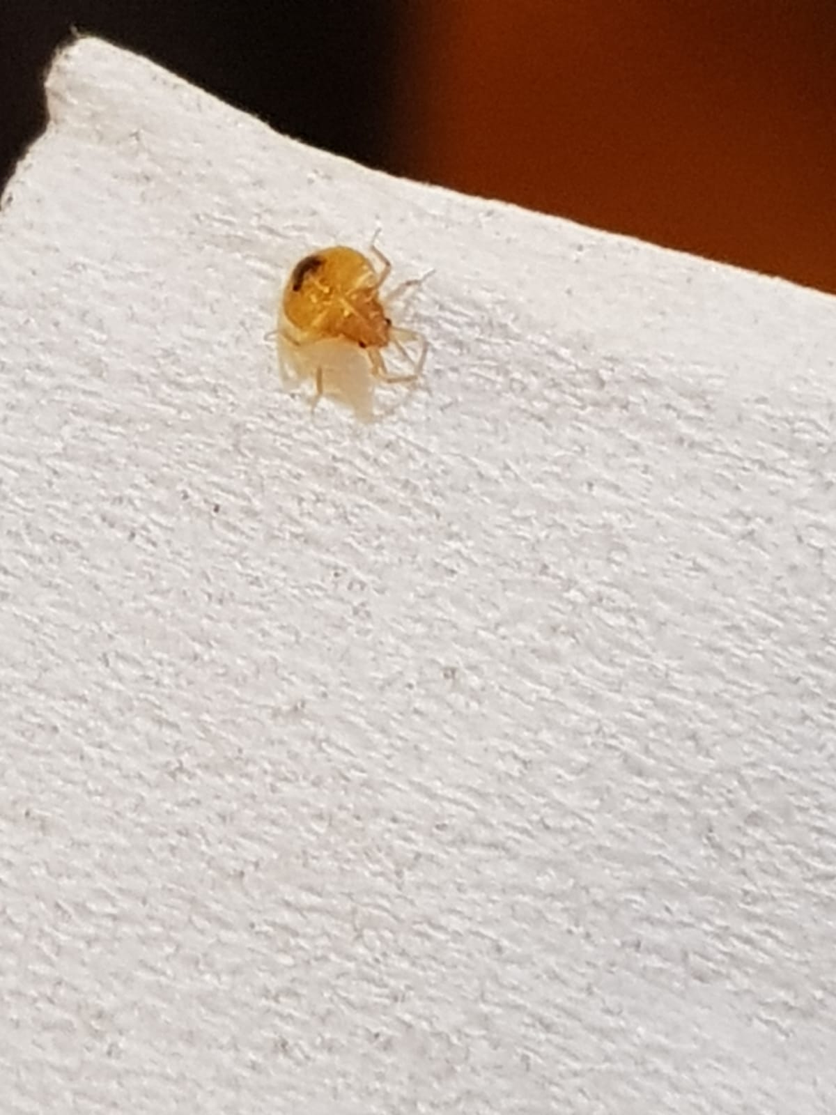 Found this bug beside my pillow in my bedroom. Anyone knows what it