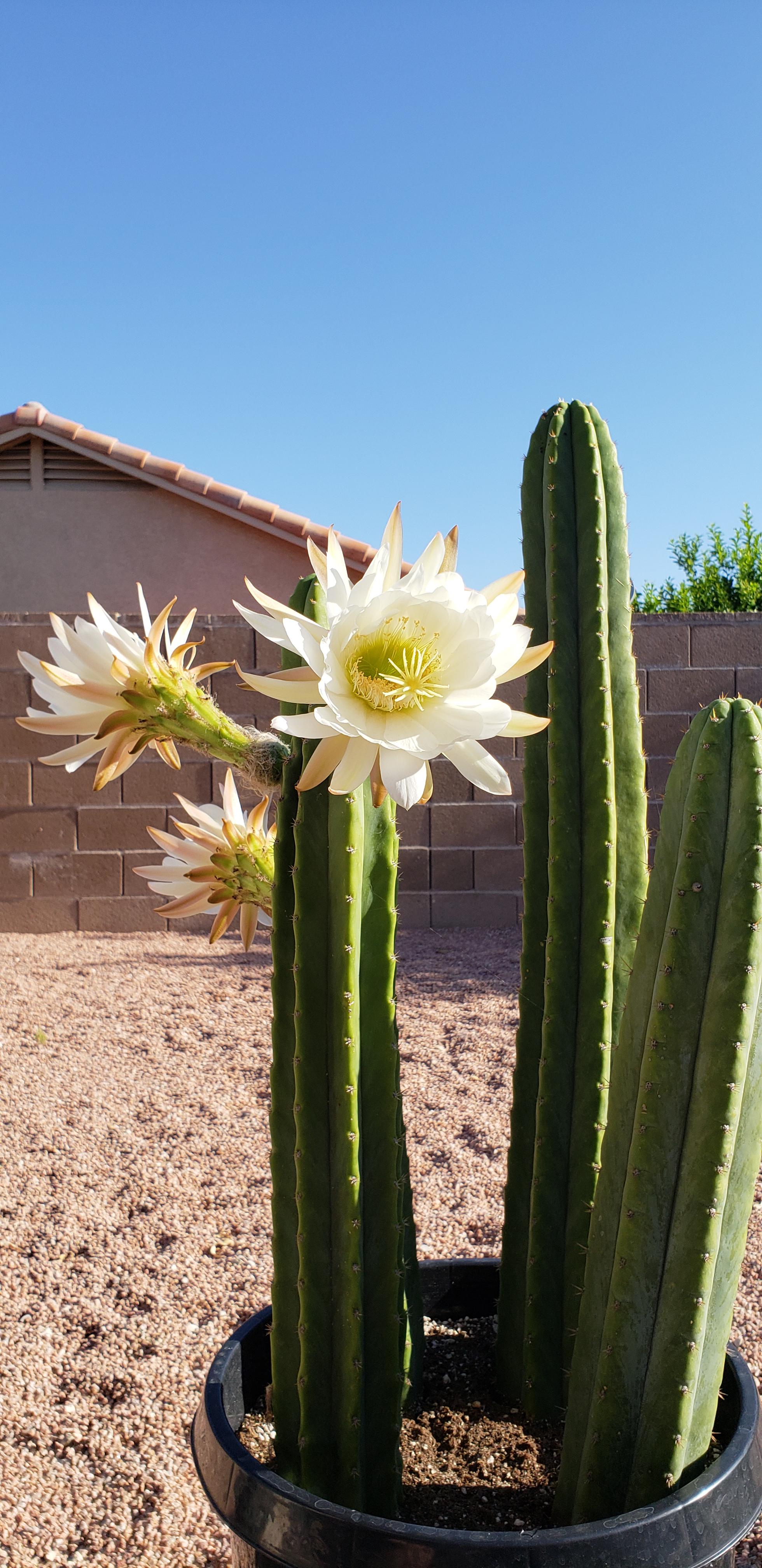 6197 best San Pedro images on Pholder Sanpedrocactus, Mescaline and