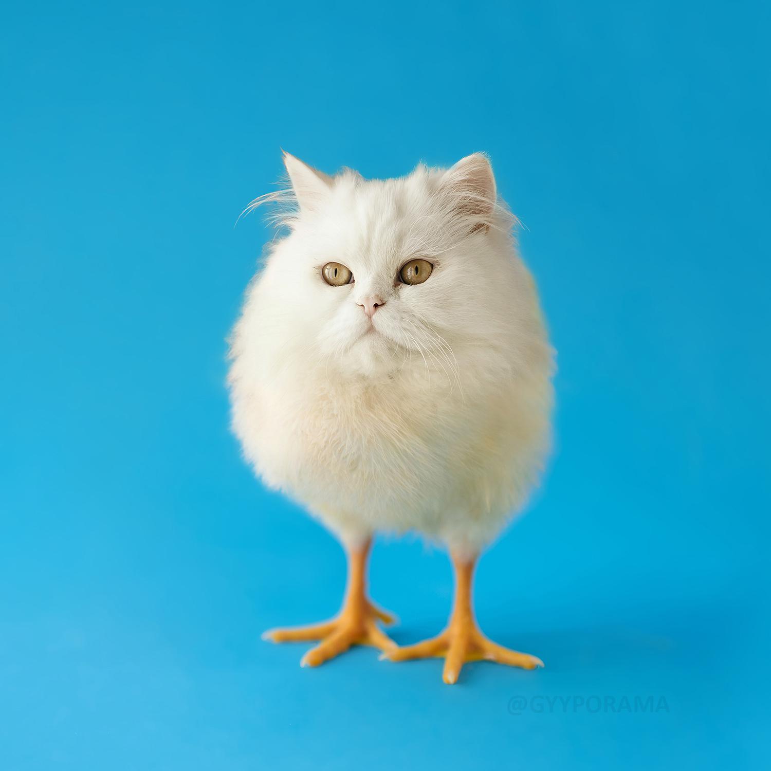 I enjoy mixing animals. Here's a Chitten. r/pics