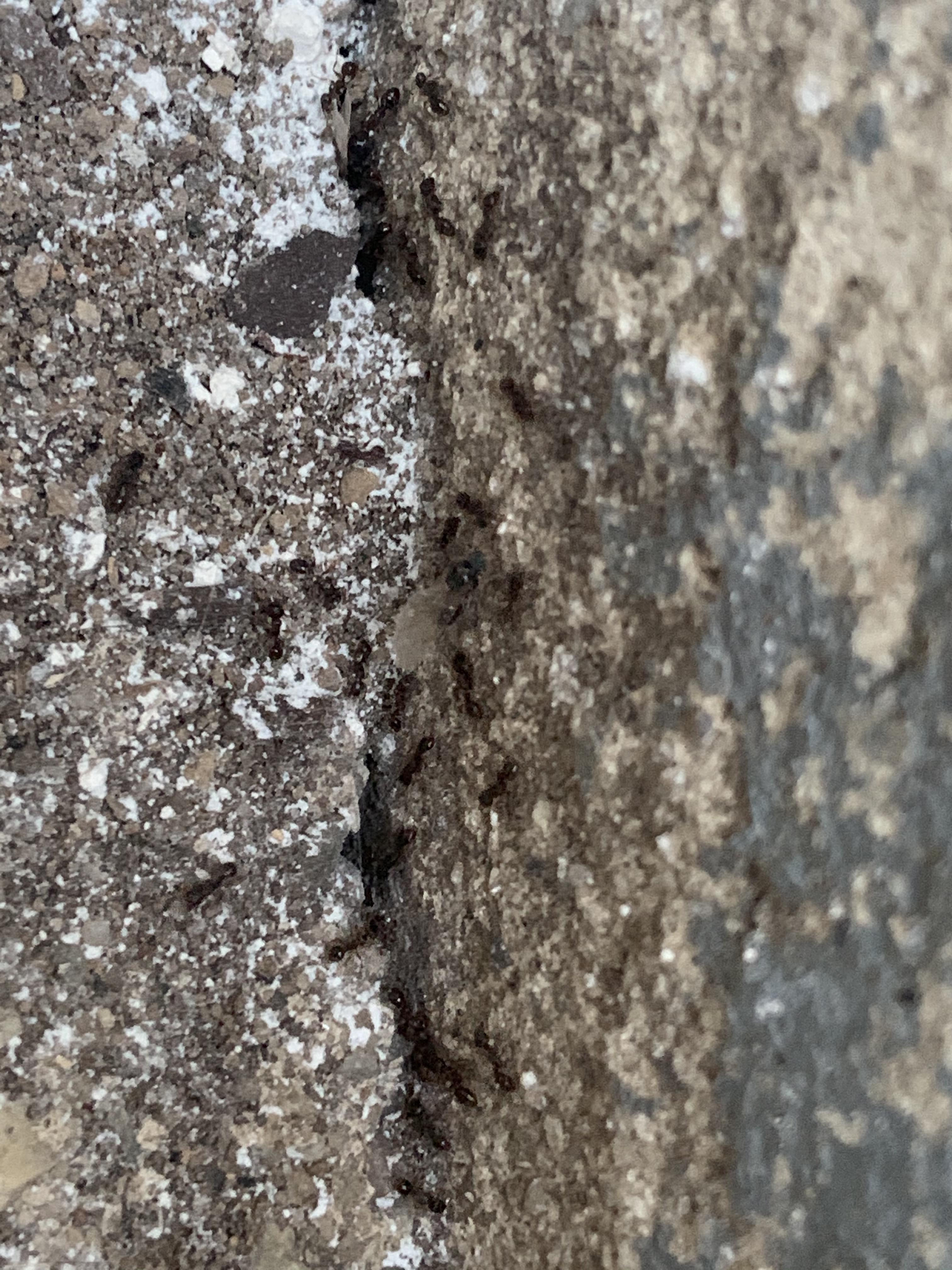 Ants crawling on external walls of house any idea why they are