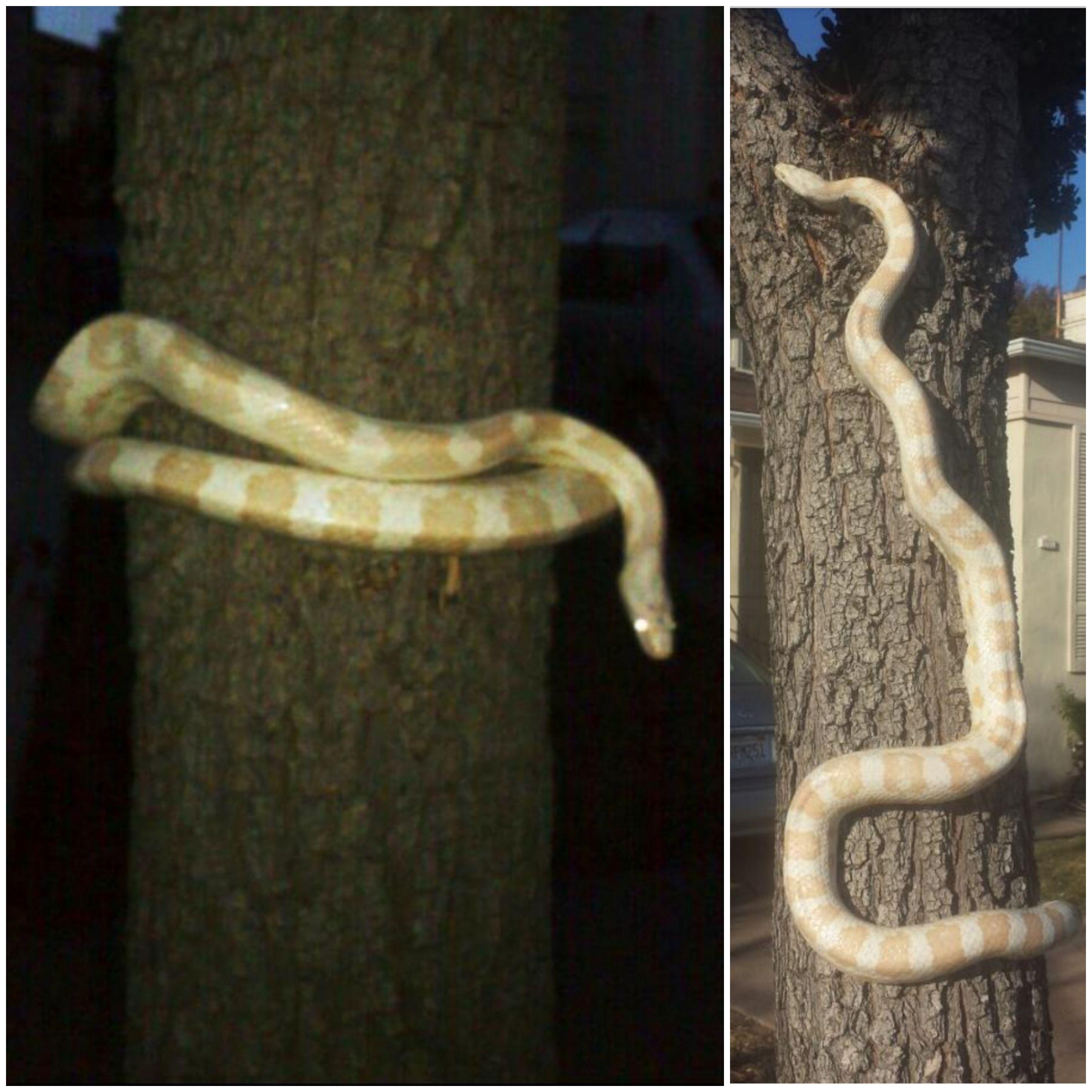 My daughter's 6ft corn snake likes to climb trees on her pottie "walks
