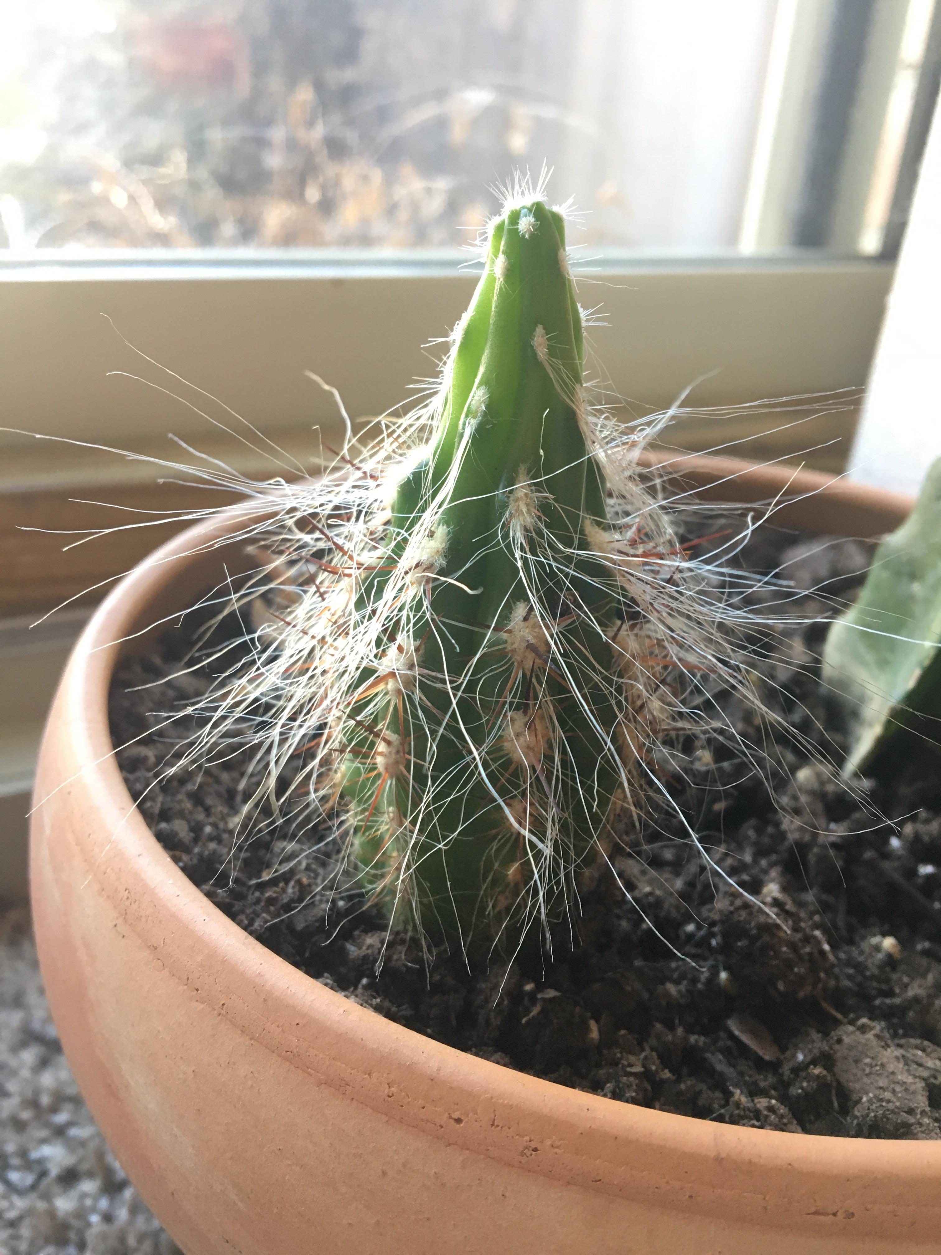 Shrinking cactus what am I doing wrong? r/houseplants