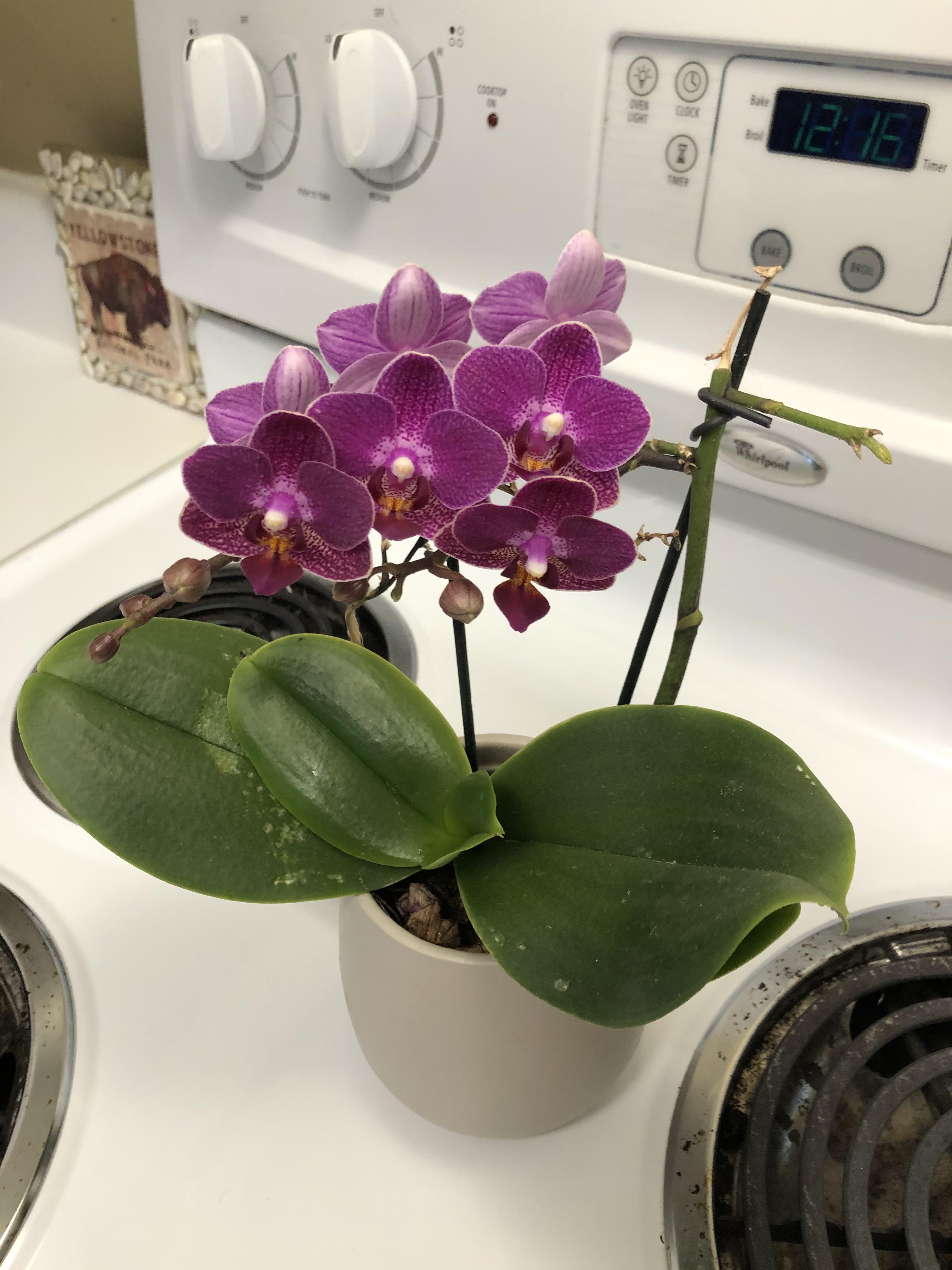 Hi all, just wanted to share my little Kroger bought orchid I got early