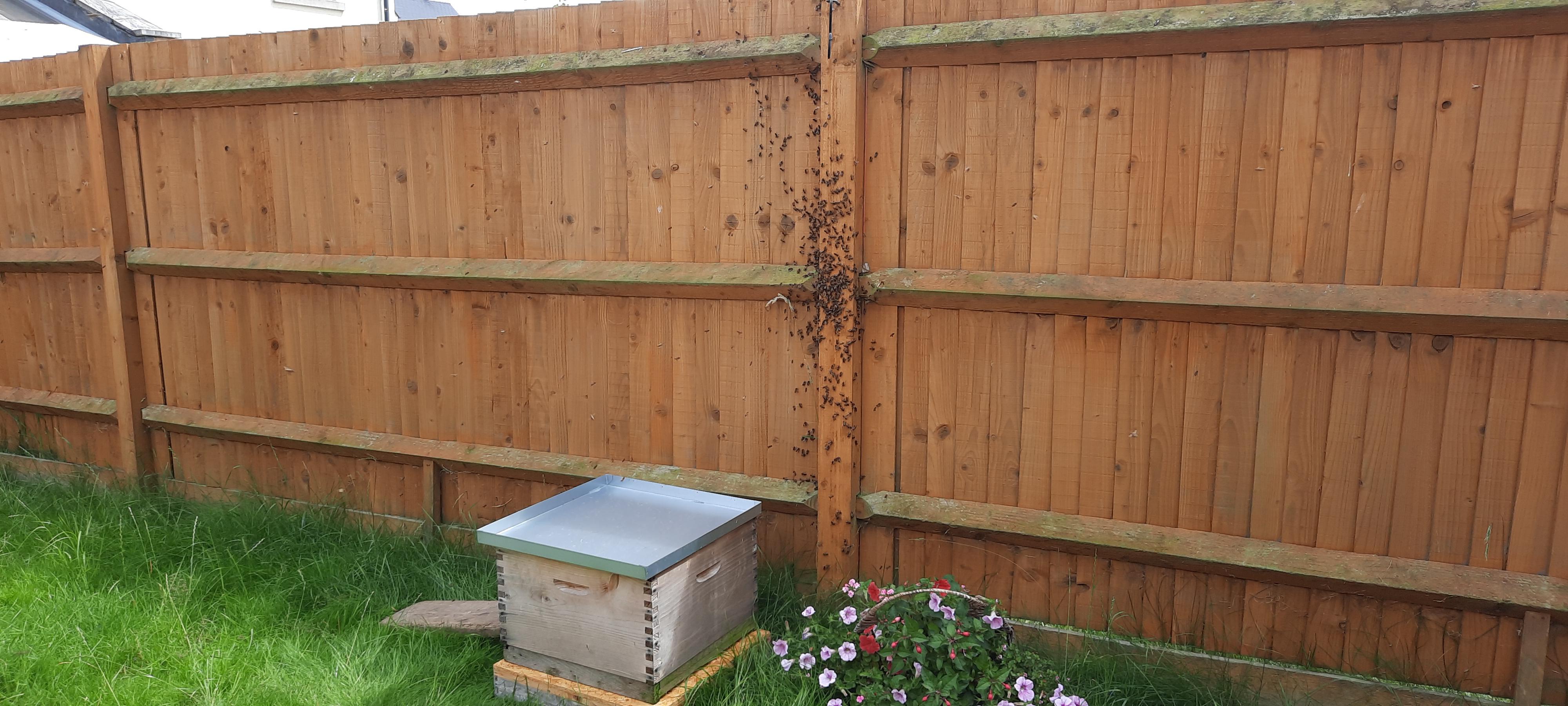 Best weed killer, paved driveway GardeningUK