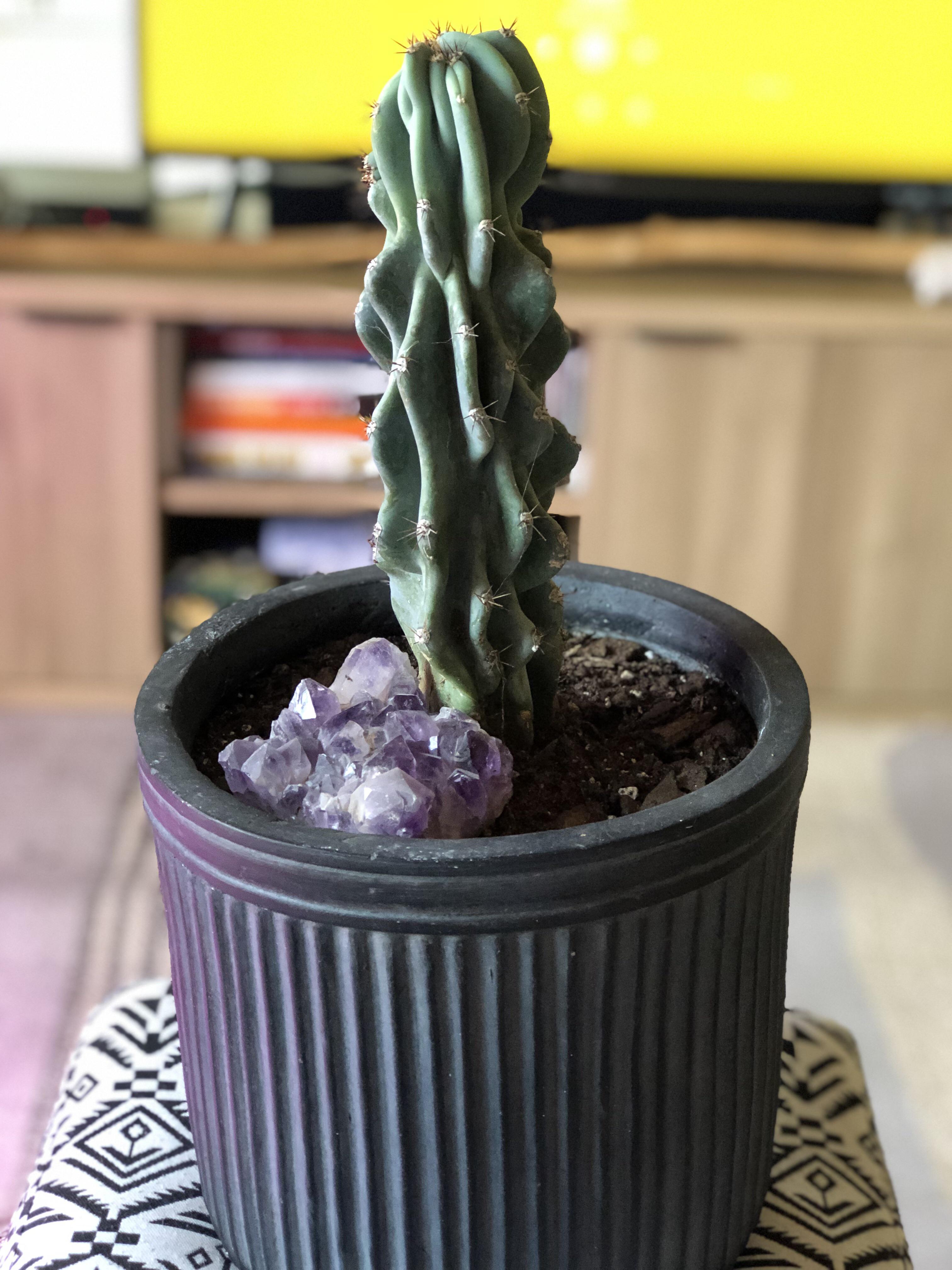 11” Cereus Peruvianus for 15! Stumbled into Canutillo Nursery near El Paso, TX. r/cactus
