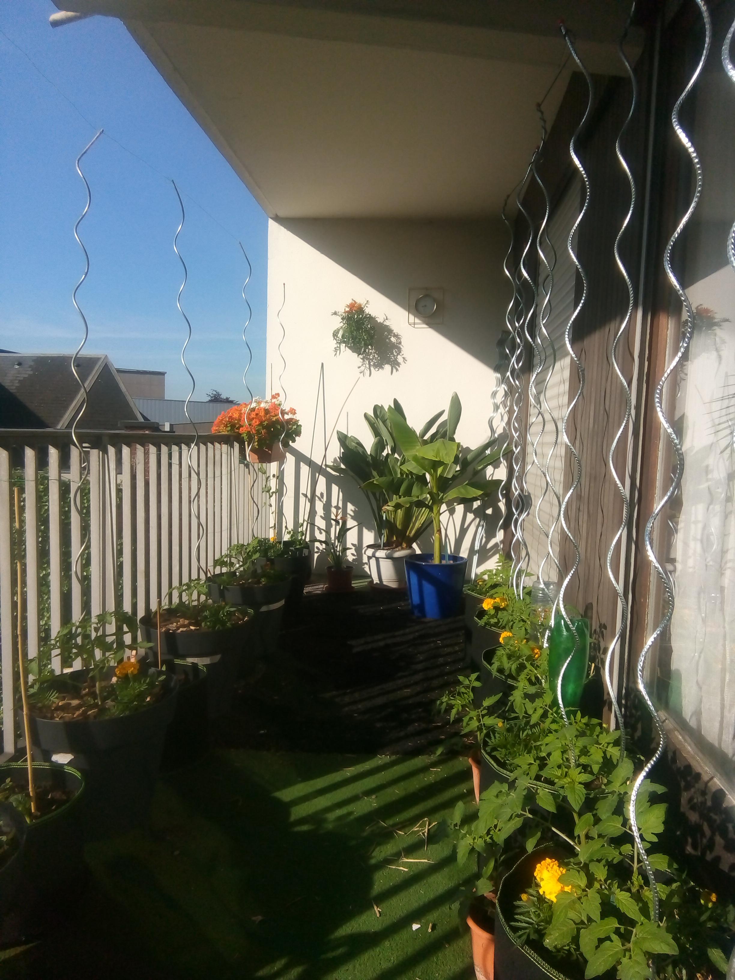 to Tomato Alley. Urban balcony, 19 Tomato plants in planters