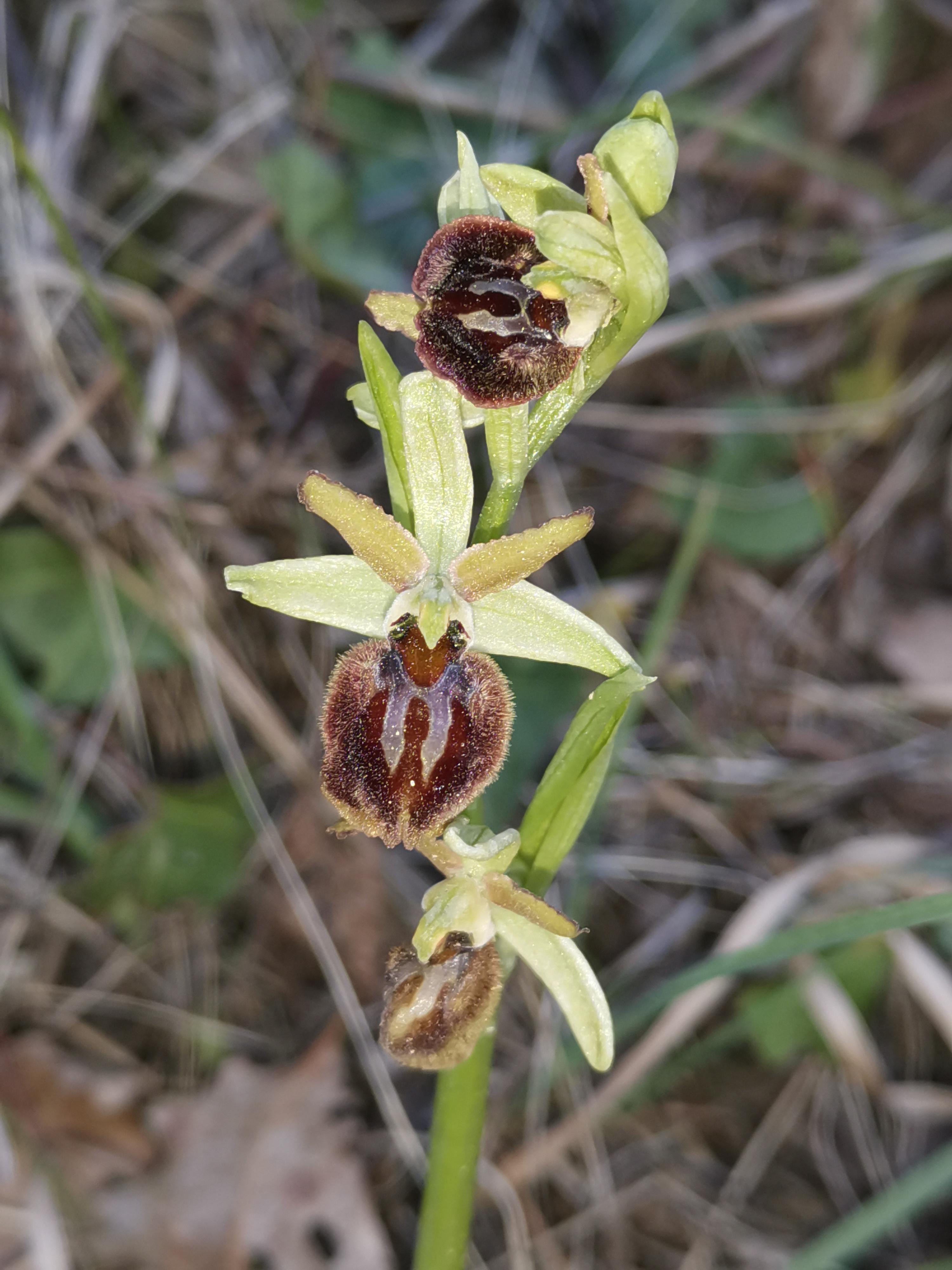 The early spider (Bee) orchid, Ophrys sphegodes. The mimicry is strong