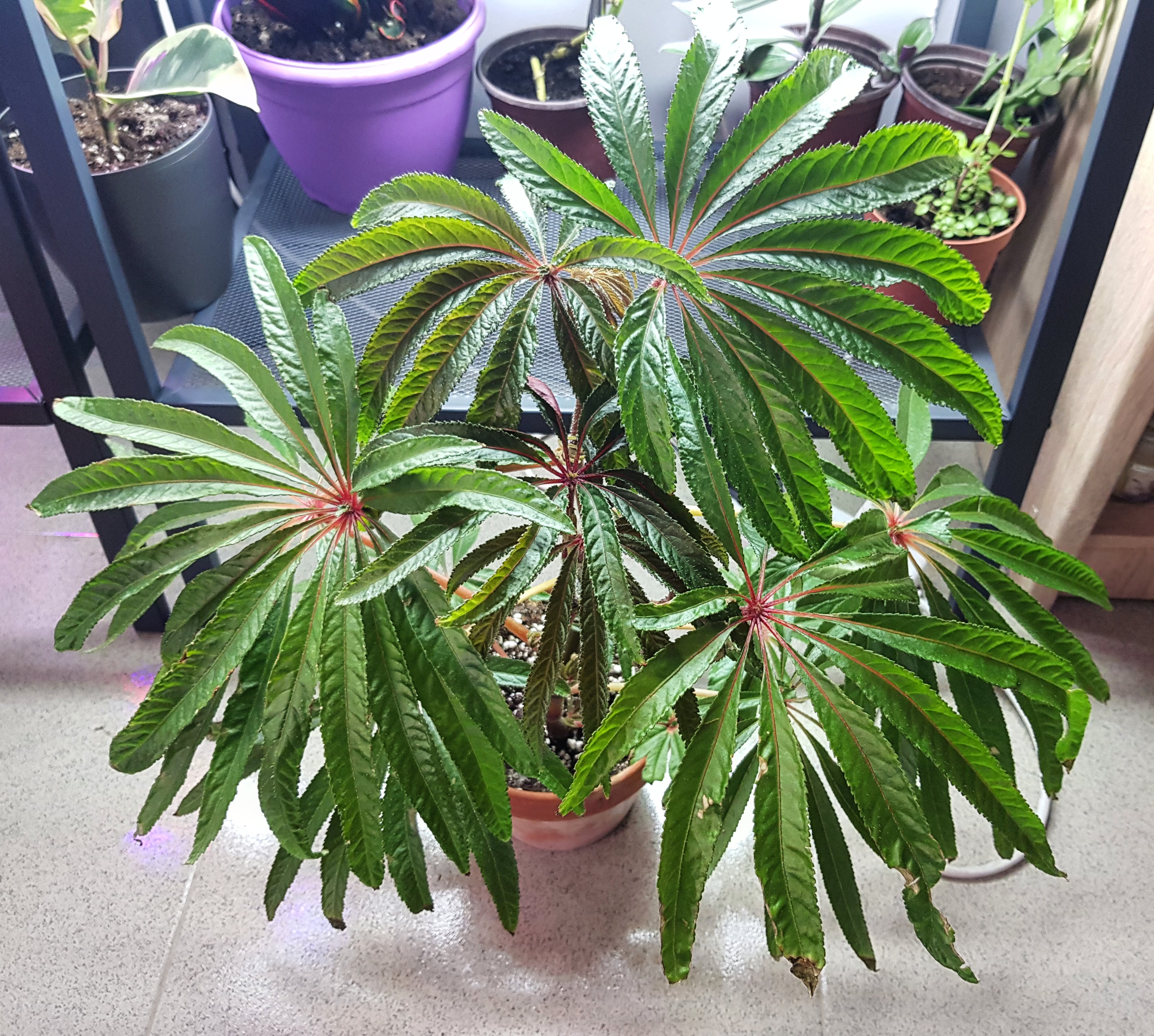 The most tropic a city can get. Begonia Luxurians