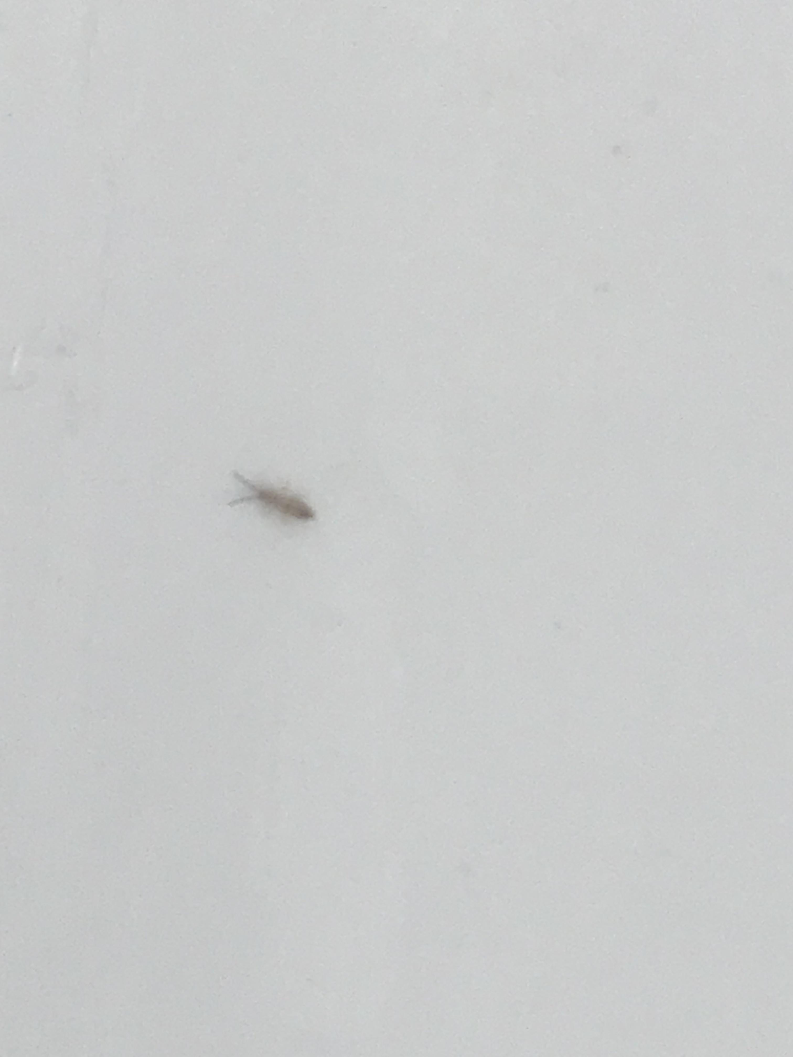 New construction. Vancouver, WA. r/whatsthisbug