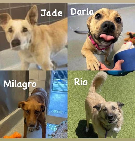 UPDATE URGENT HELP! These dogs are about to be put down TOMORROW (7/17