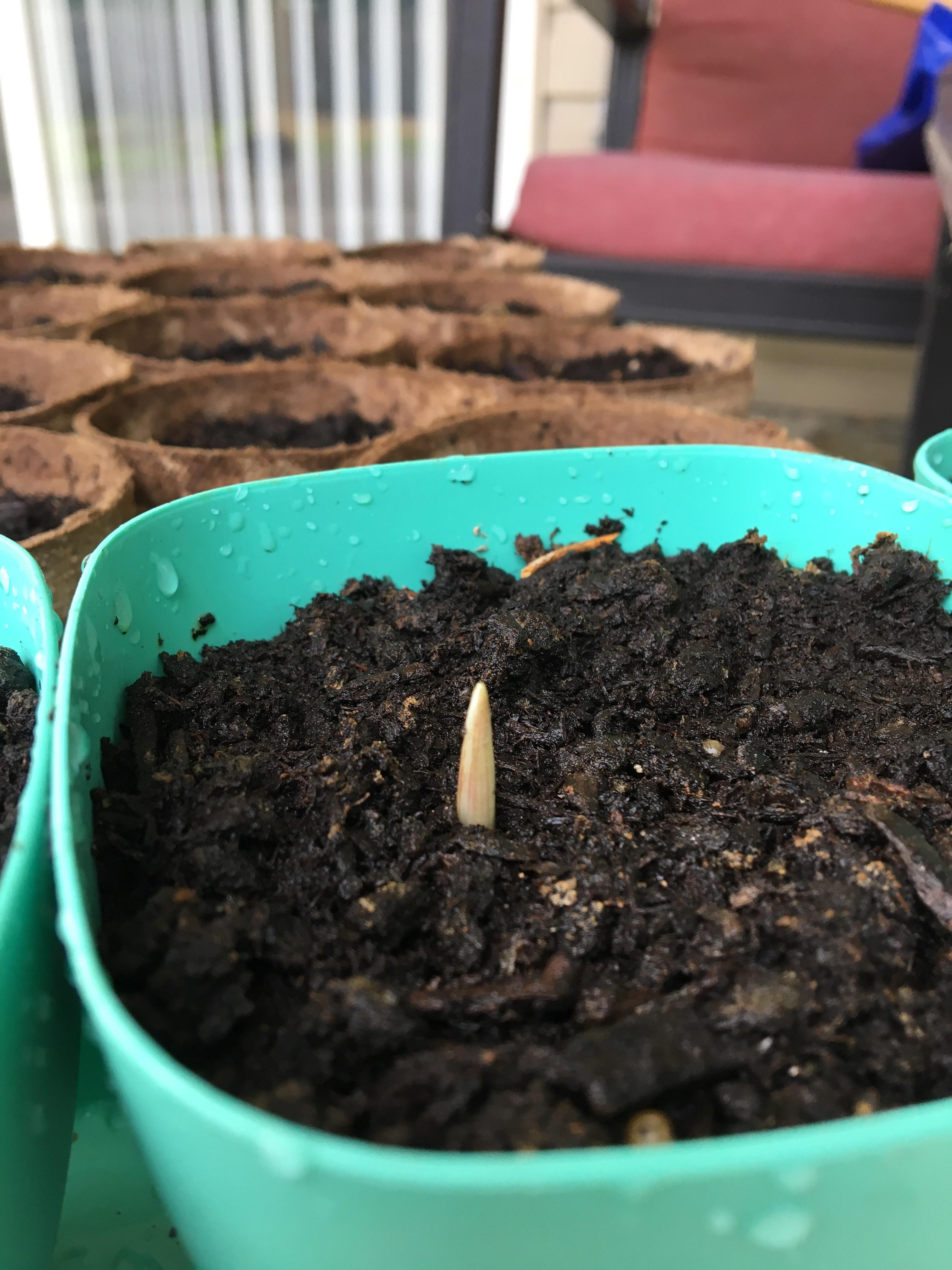 Zone 7a/6b (KY) About a week ago I decided to just throw a clove of