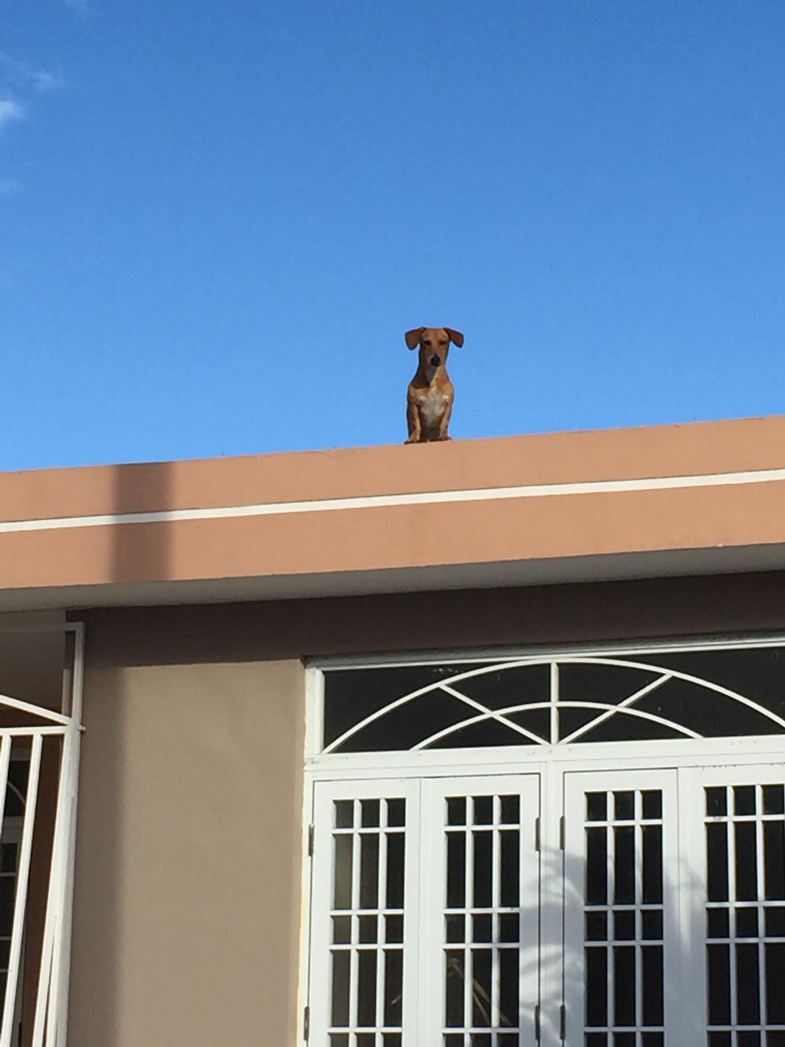 My daily commute roof dog r/dogsonroofs