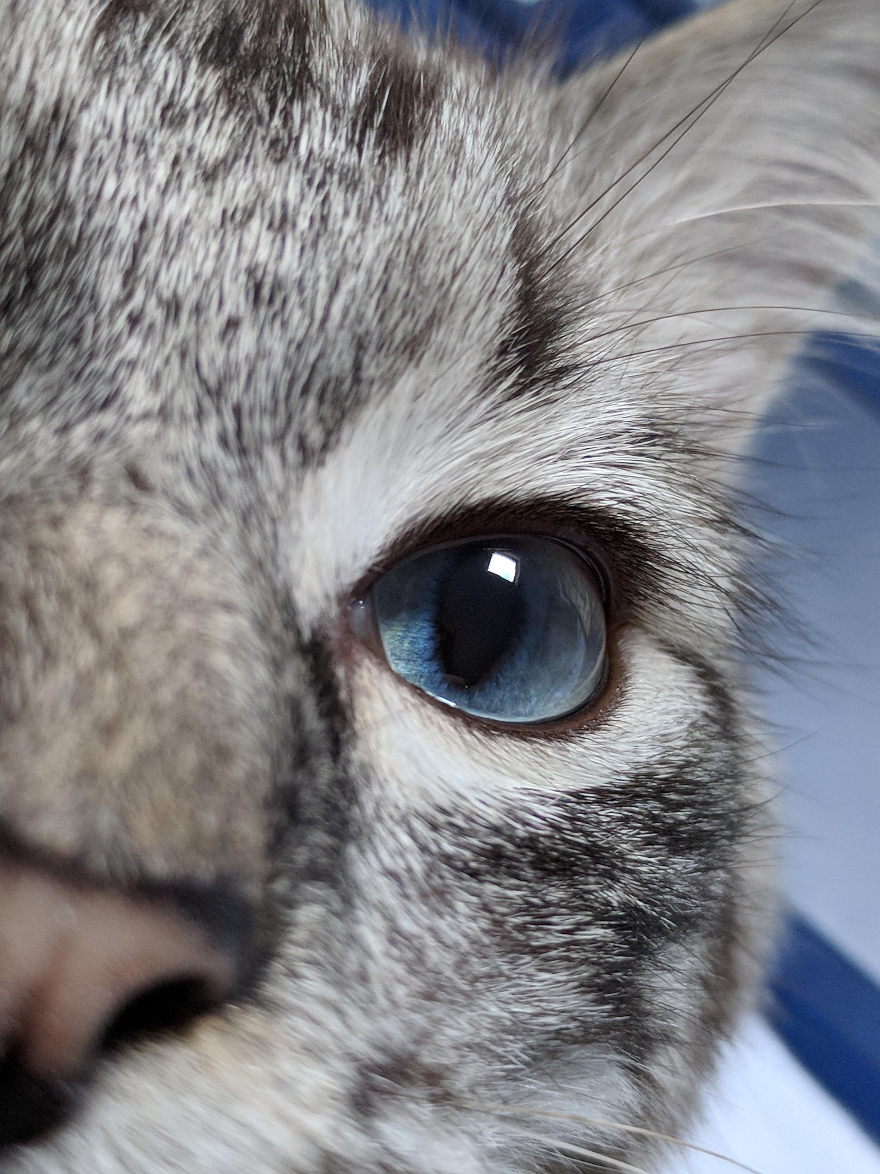 Cat Eye Close Up r/cats