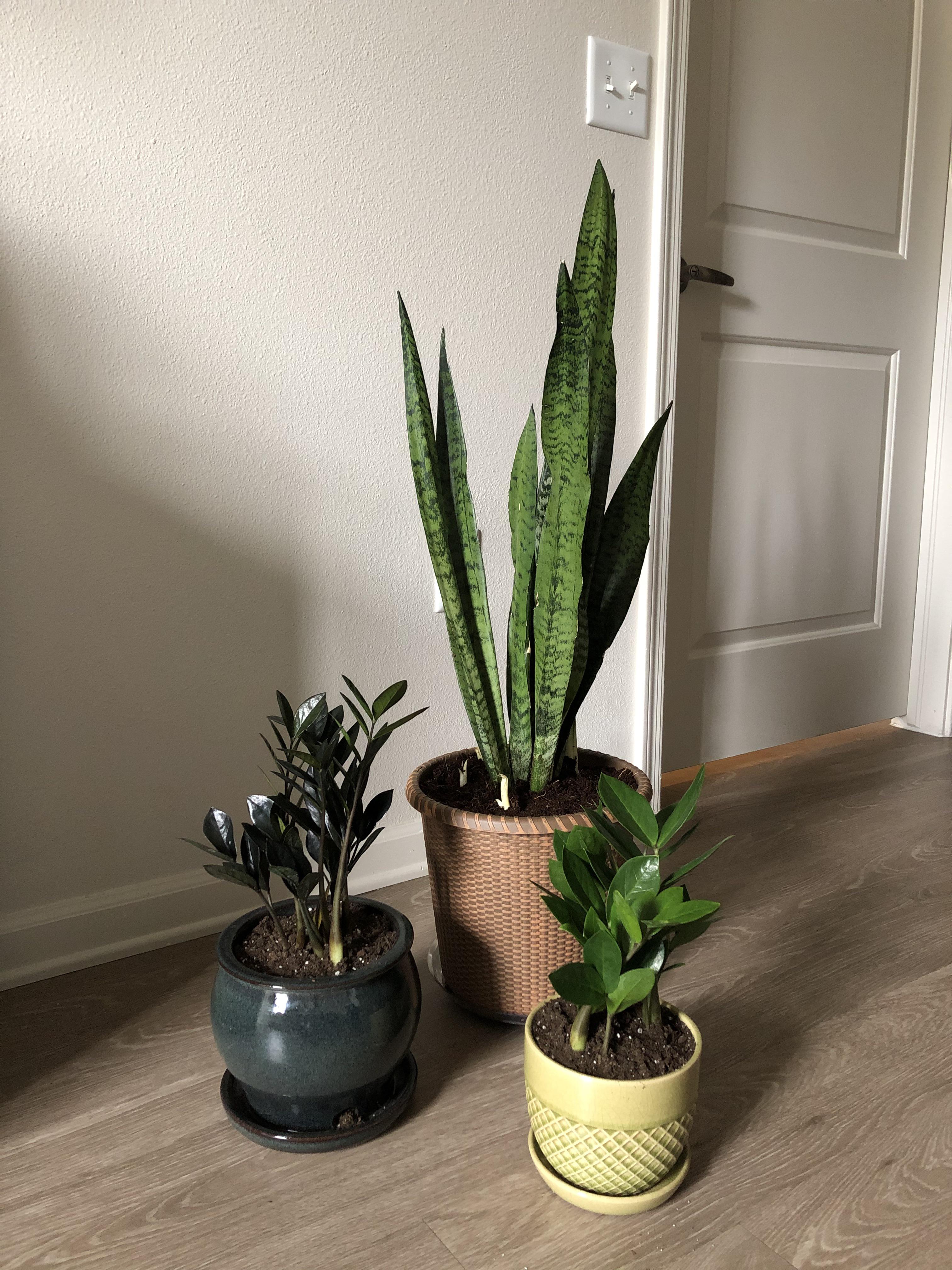 Home Depot plant haul today! So excited about the ZZ Raven. r/houseplants