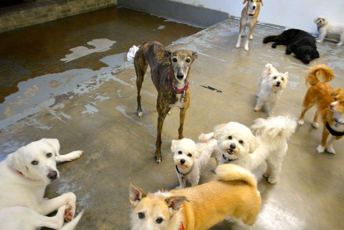 Zedlinda at "Work" (Daycare) Three Years Ago r/Greyhounds