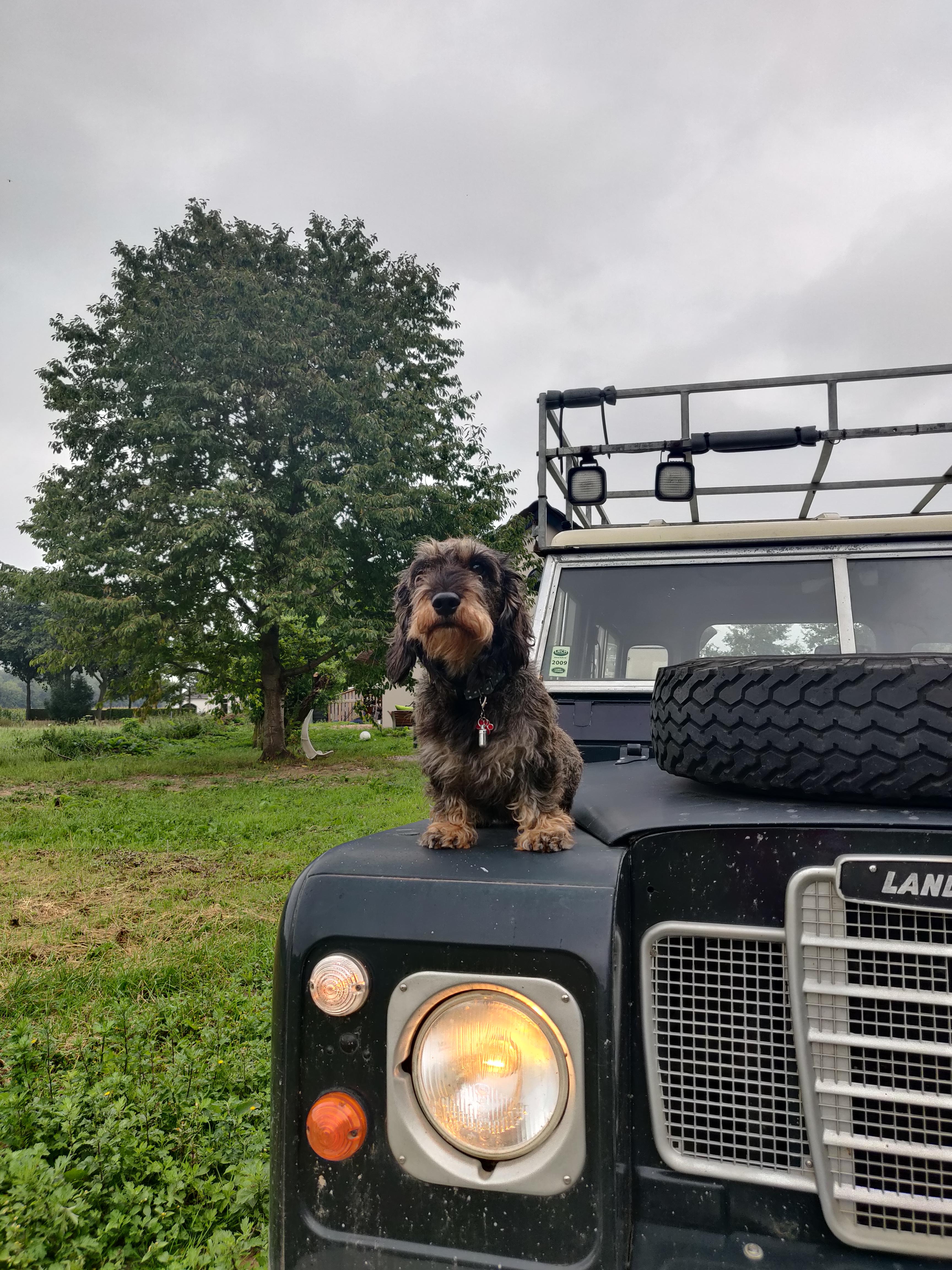 Walking the dog land rover style r/LandroverDefender