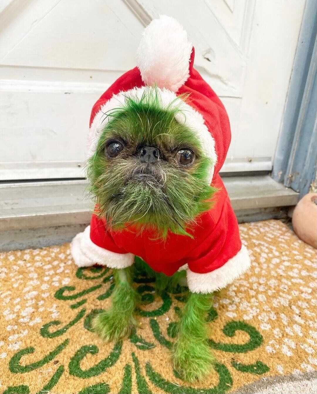 Arriba 35+ imagen grinch dog outfit Abzlocal.mx
