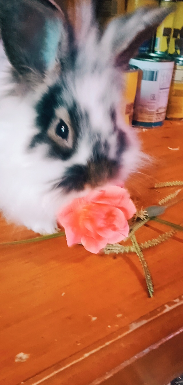 loves roses r/Bunnies