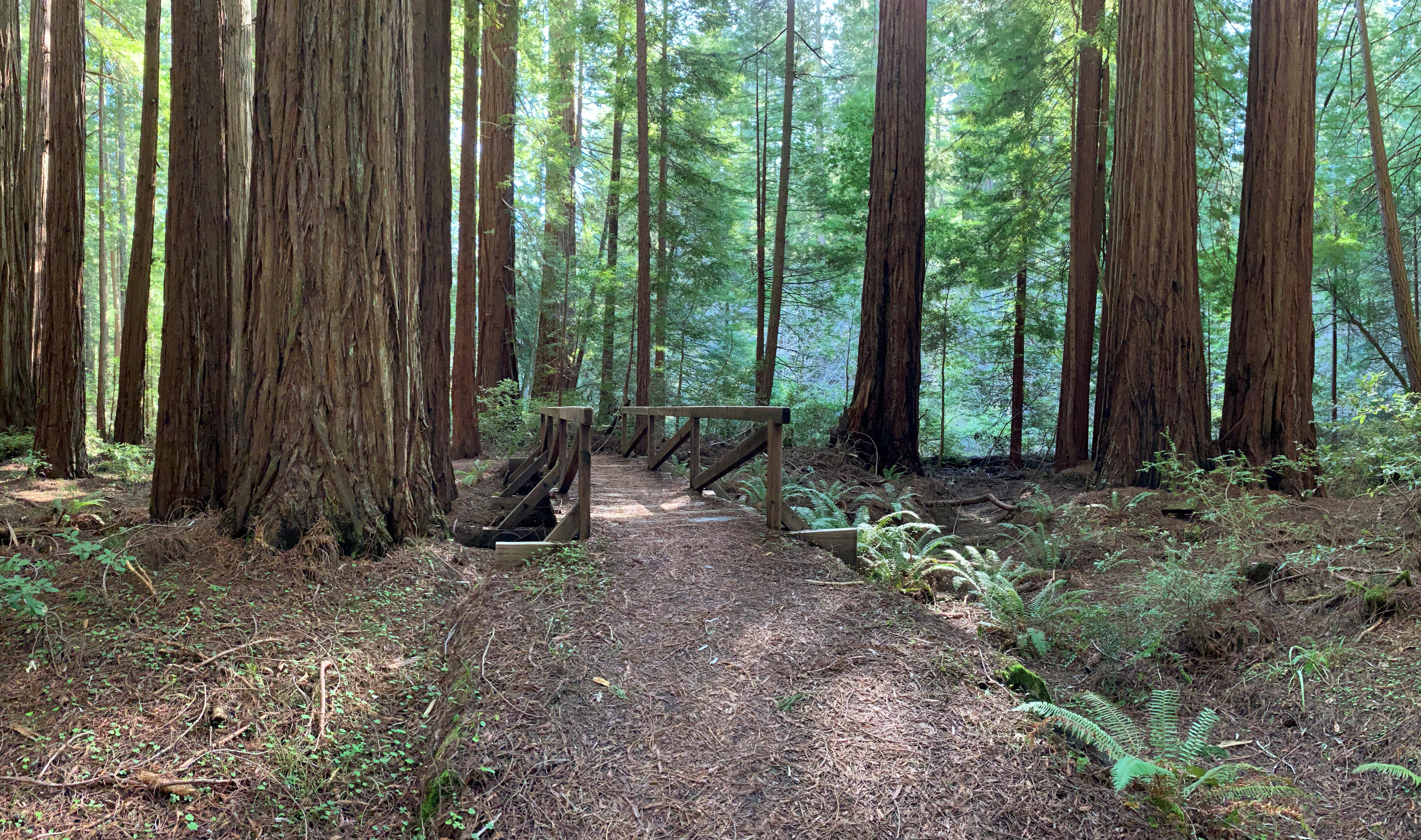 Humboldt Redwoods State Park, California r/Forest