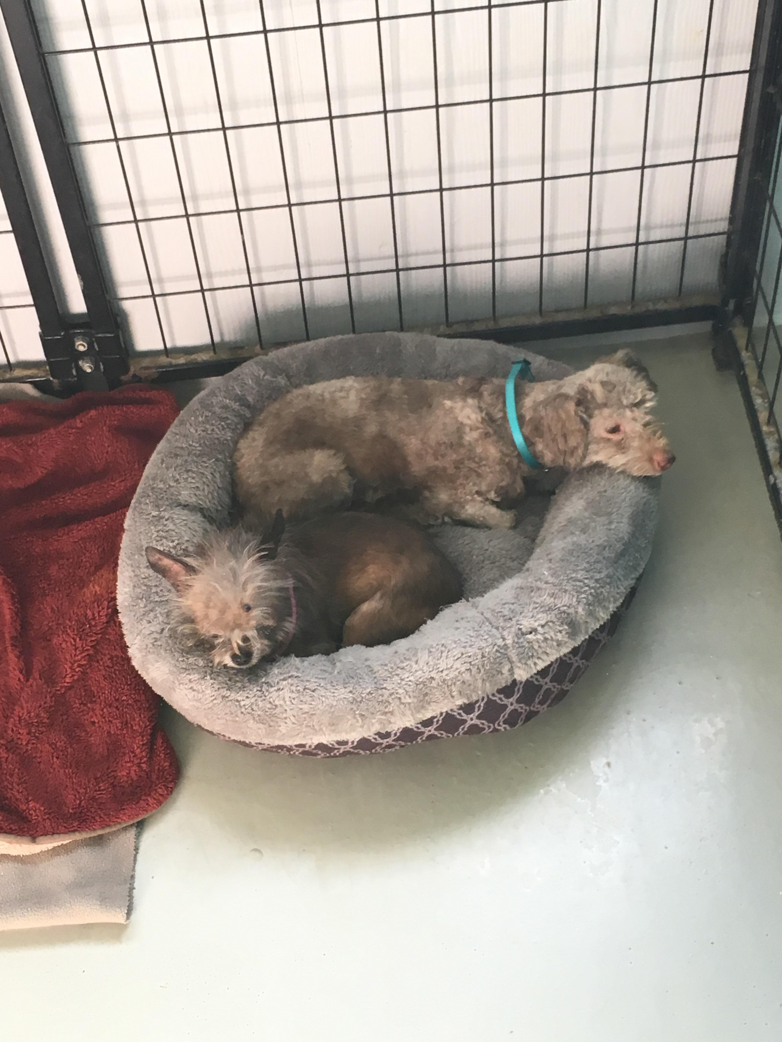 This is the smallest bed we have... r/rescuedogs