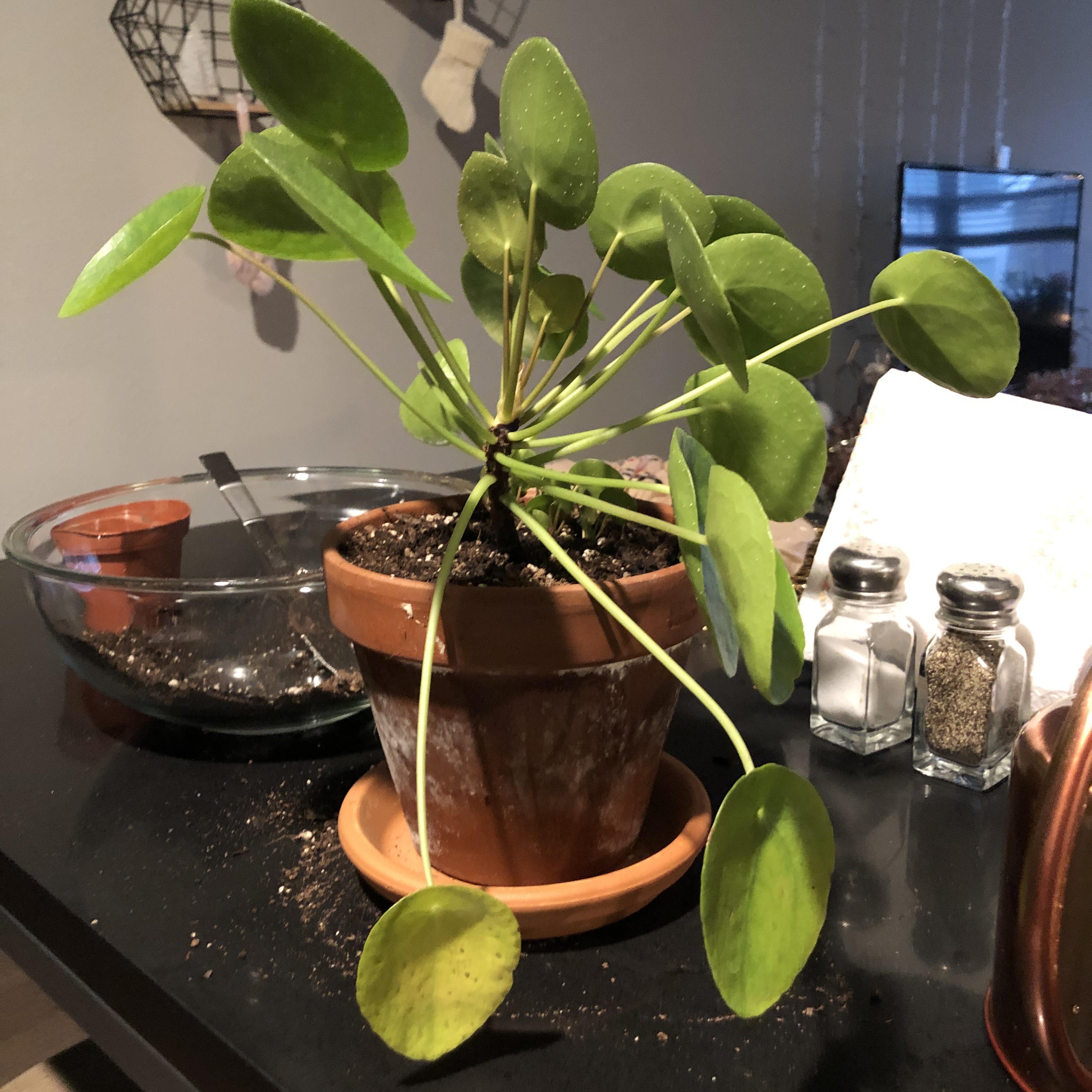 Pilea leaves been yellowing and falling off since the start of winter
