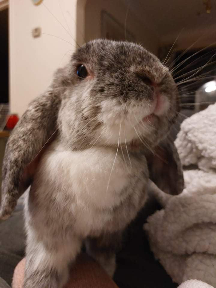 Bells with her "Signature look of superiority " r/Rabbits