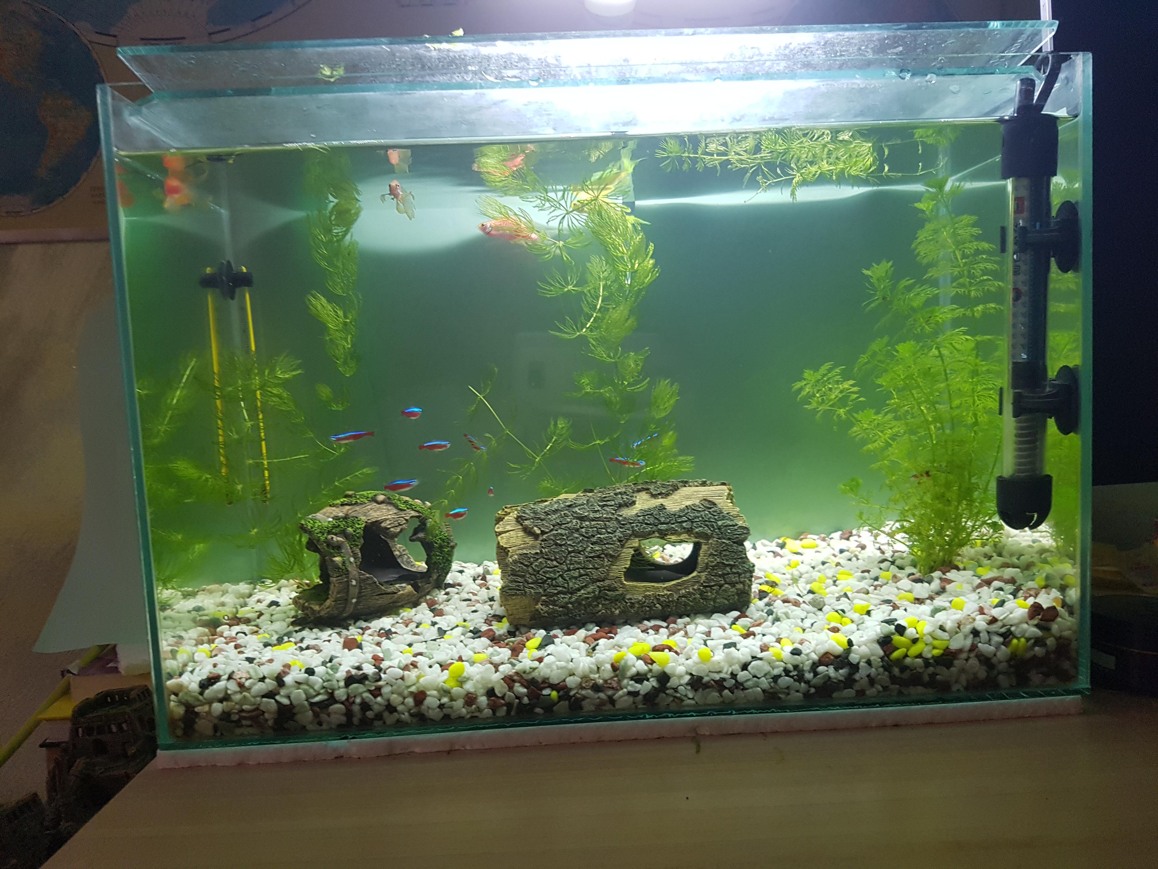 That is why love the hobby . r/Aquariums