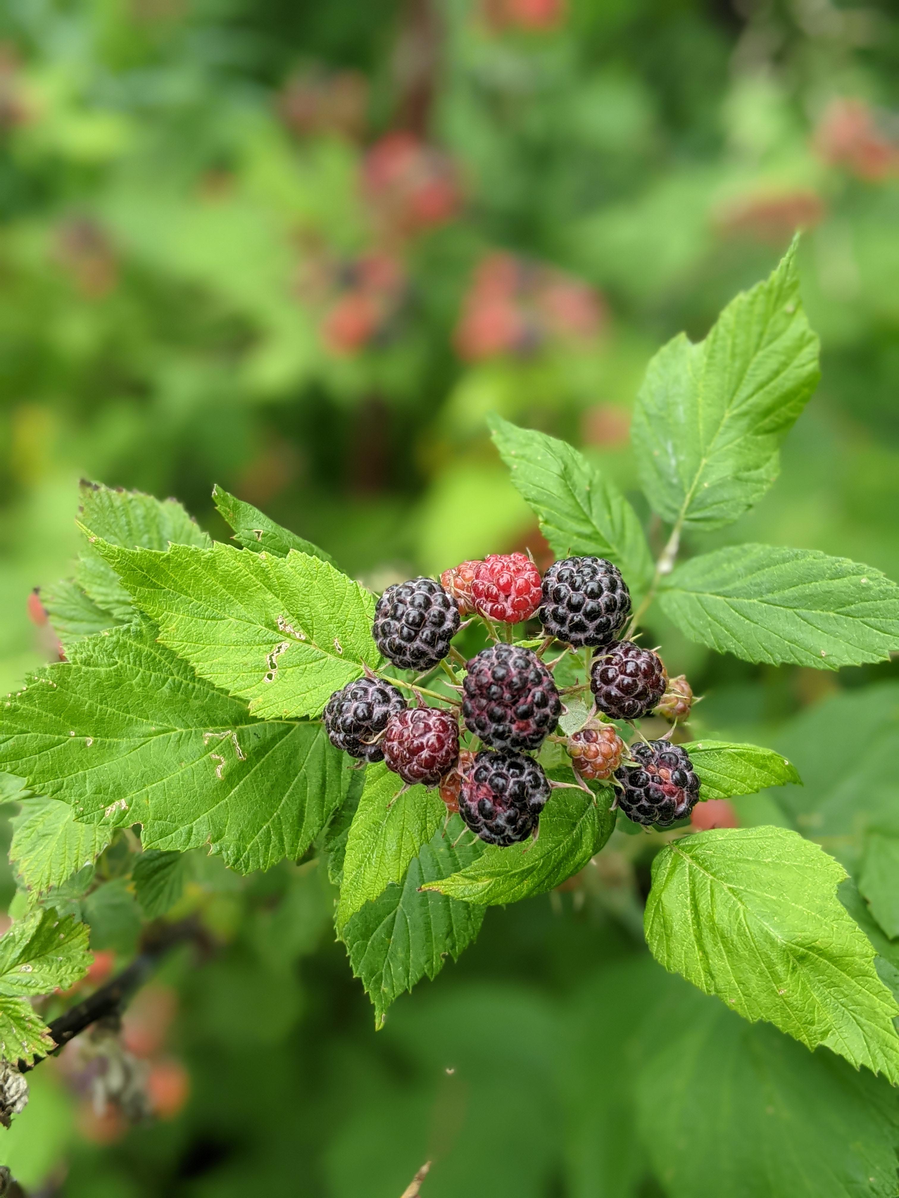 Seek says wild black raspberries. Are there any poisonous lookalikes and might they be okay to