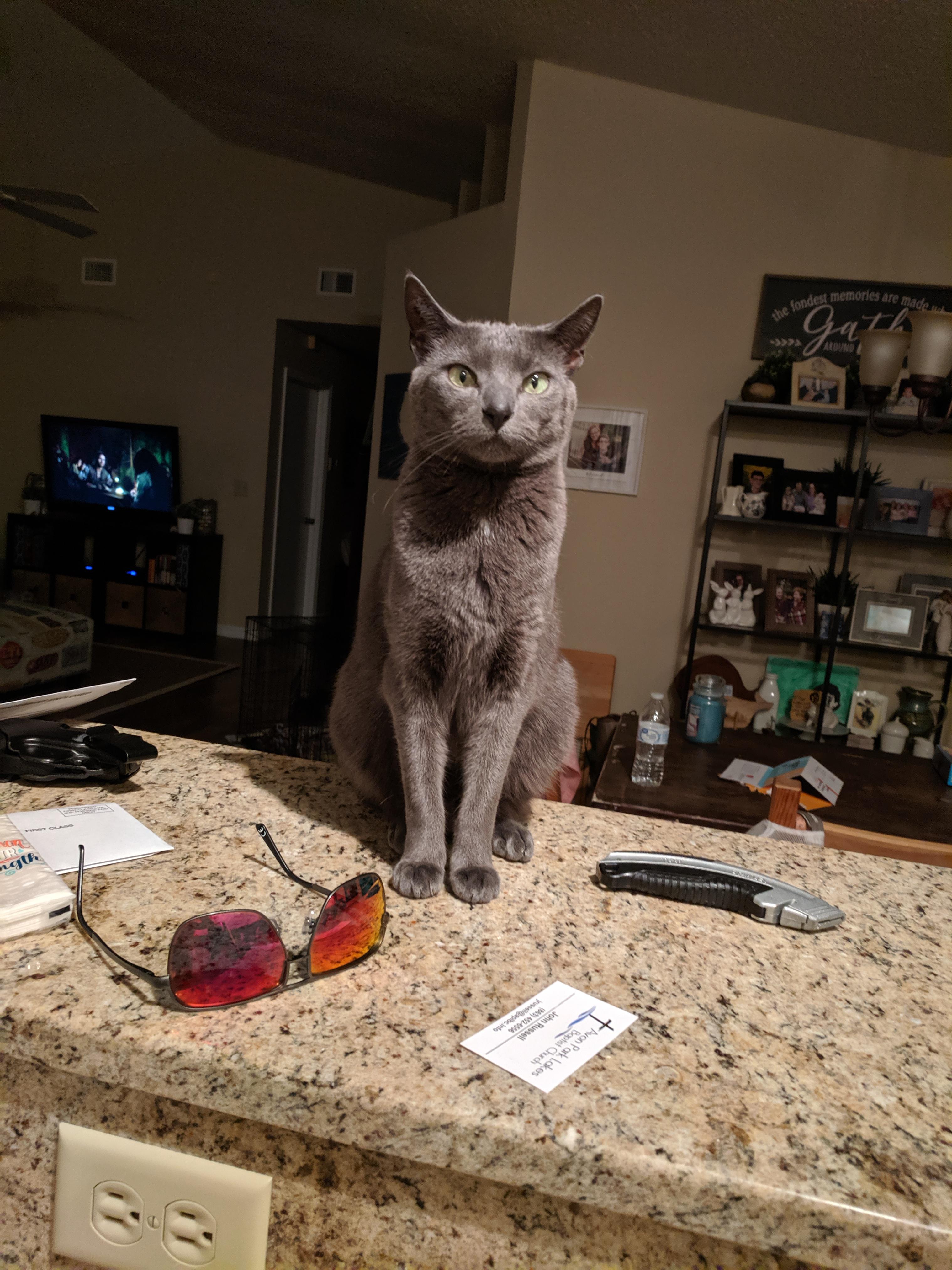 My cat likes to watch me wash dishes r/aww