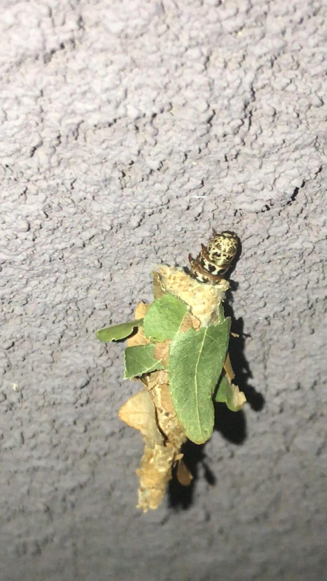 Caterpillar coming out of a shell? r/Entomology