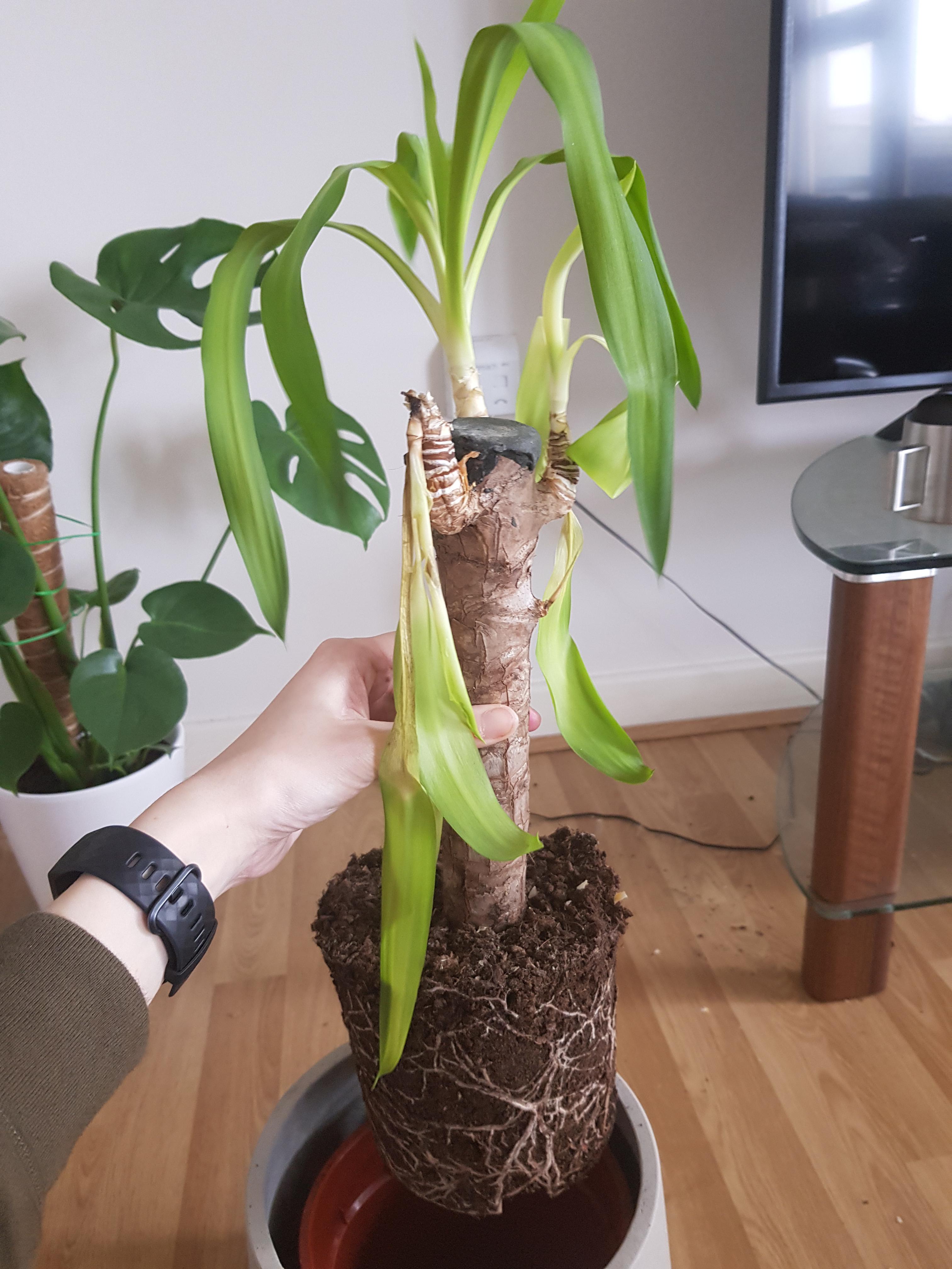 Dying yucca please help! I've been following my usual routine looking