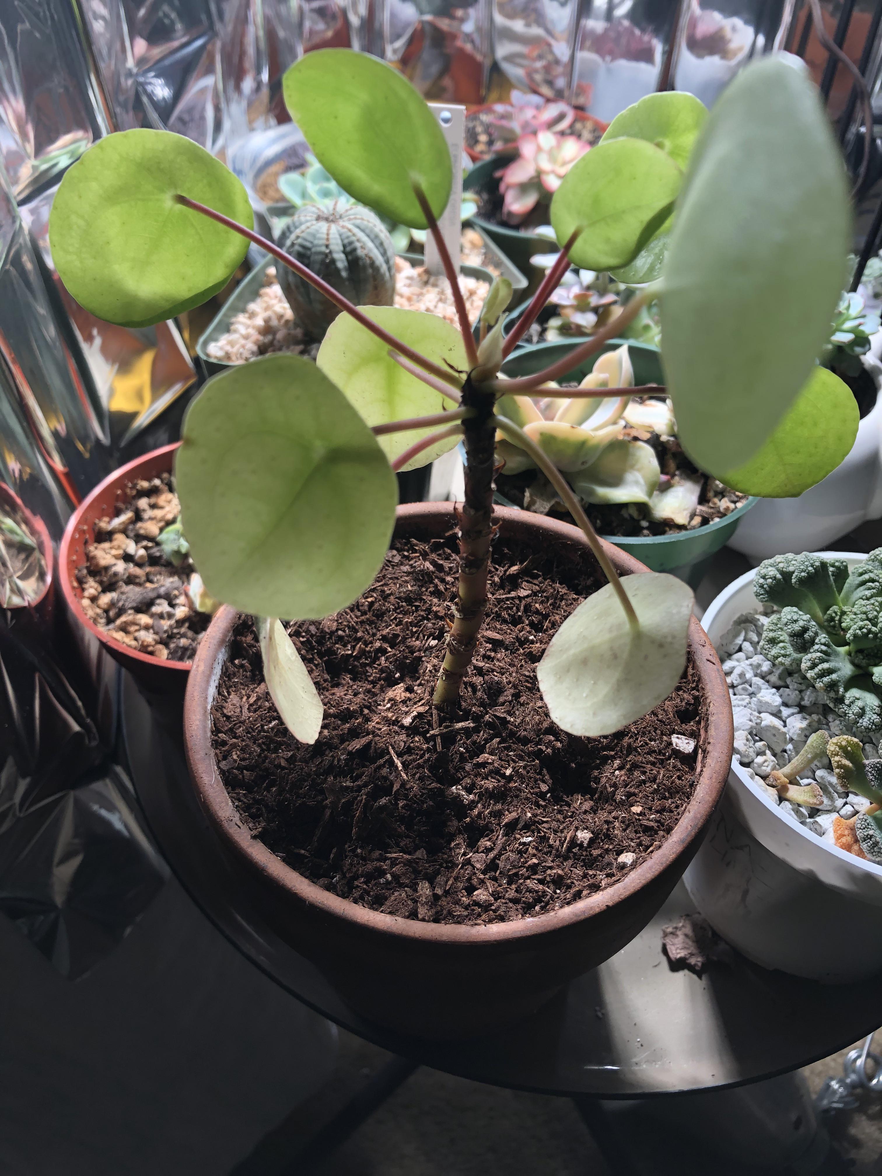 My pilea is dropping leaves...don'tknow what is going on. I'm getting