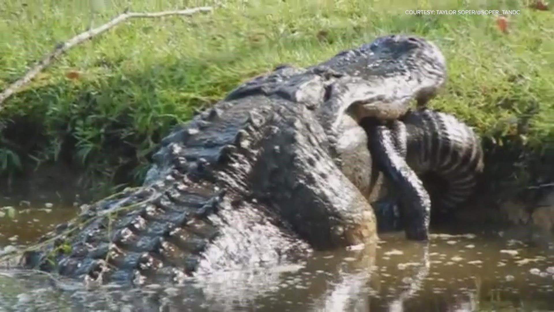 A huge 12ft alligator in South Carolina swallowing down another