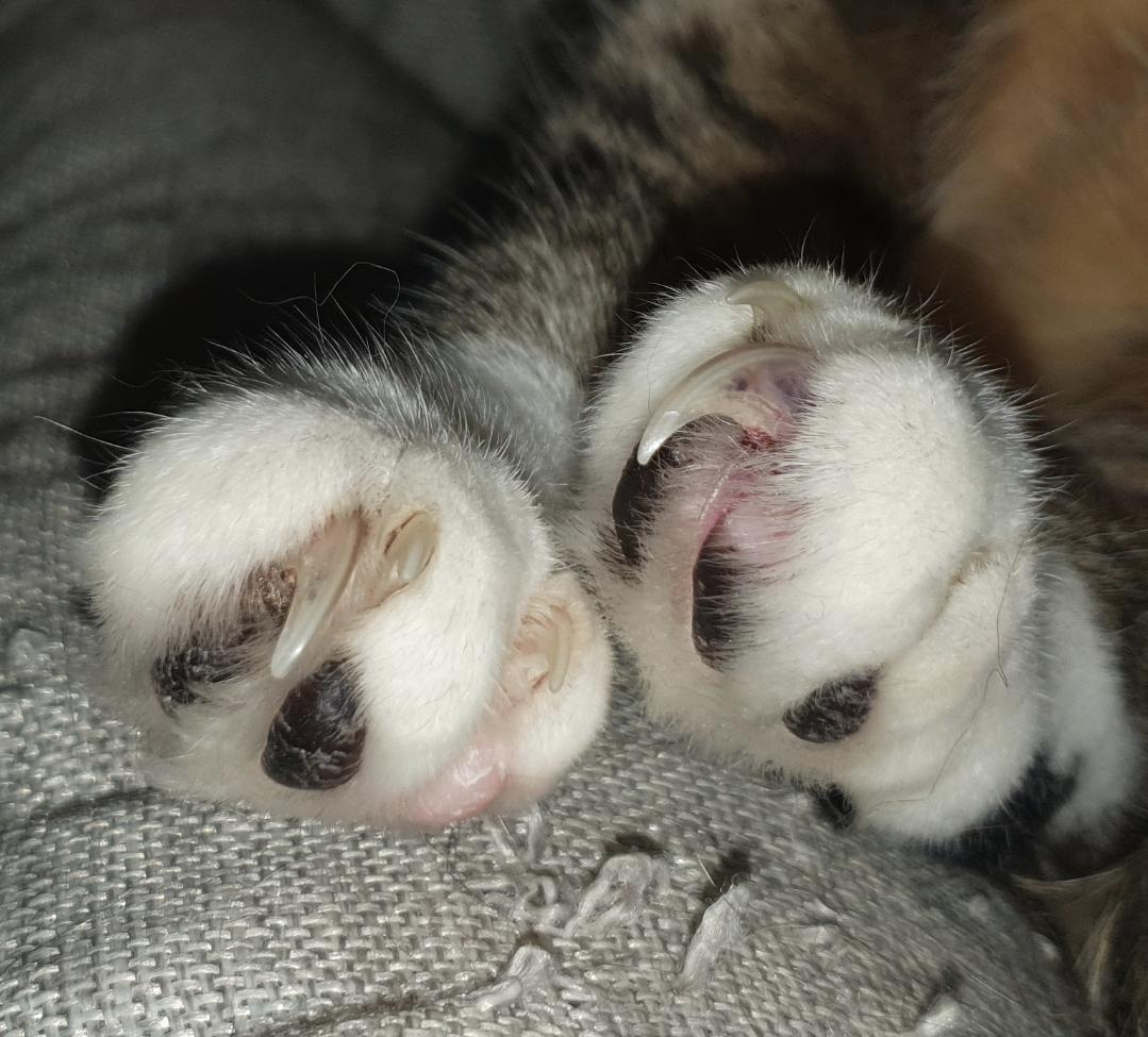 What can be wrong with his claws? Is that an infection or does it look