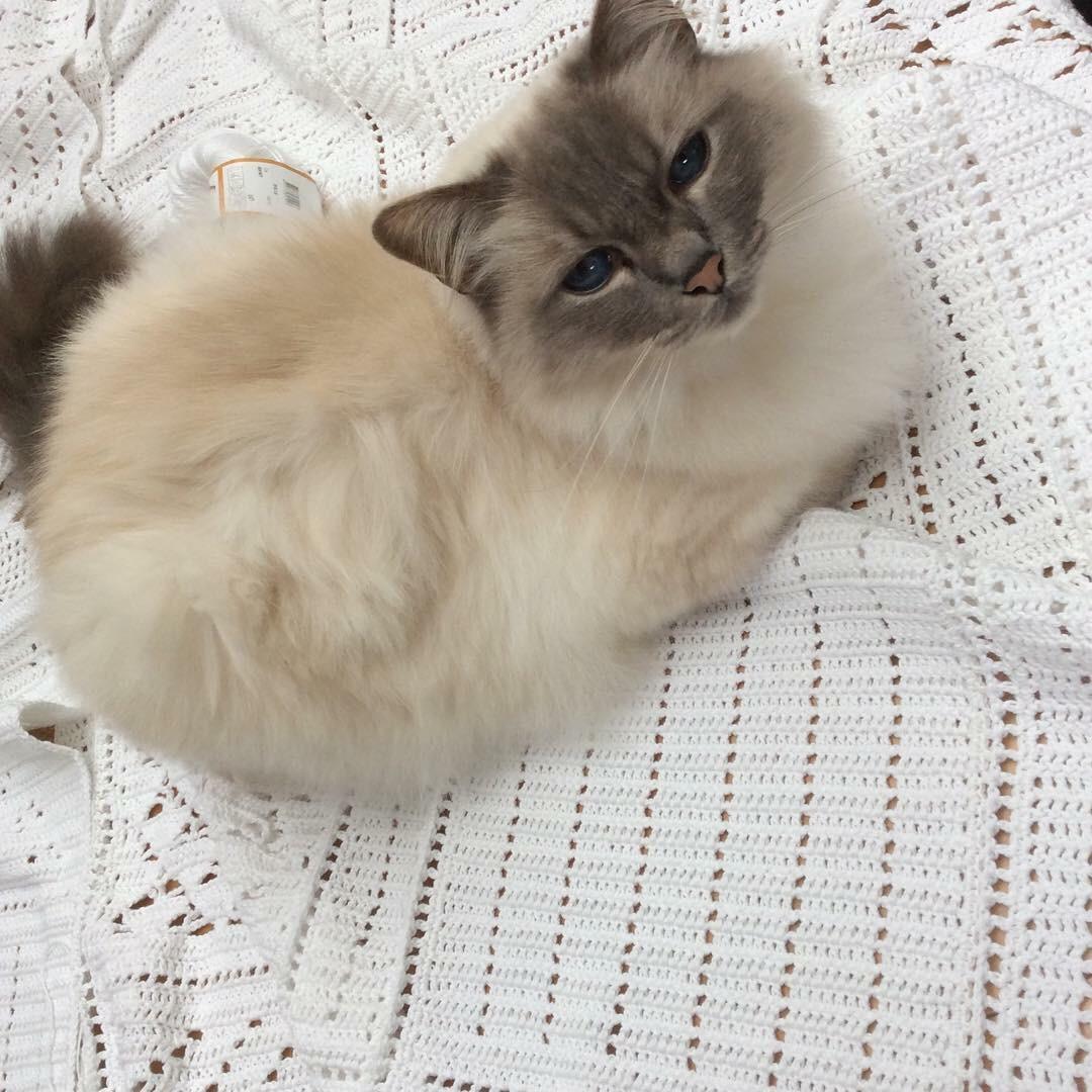 My cat likes to lie on clothing, especially if it’s just been washed