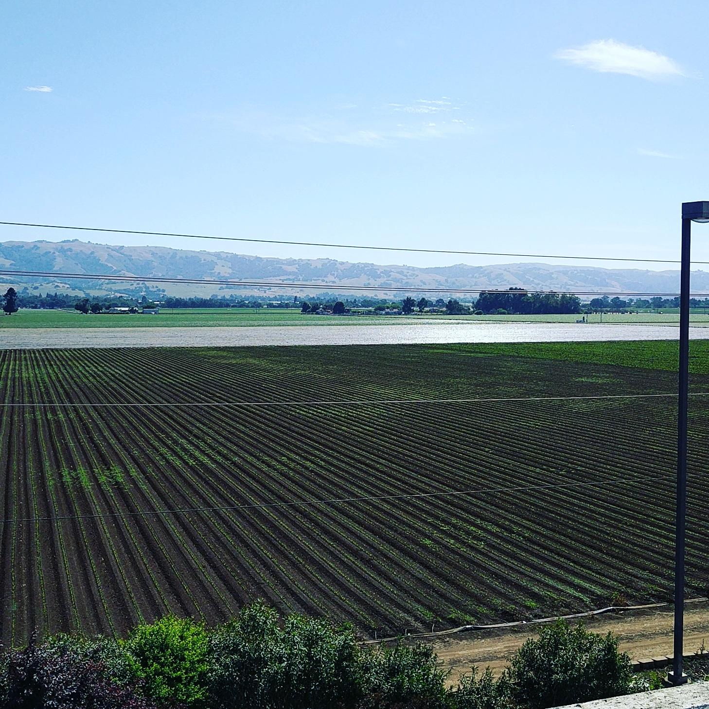 Gilroy, CAGarlic capital of the world. r/Garlic