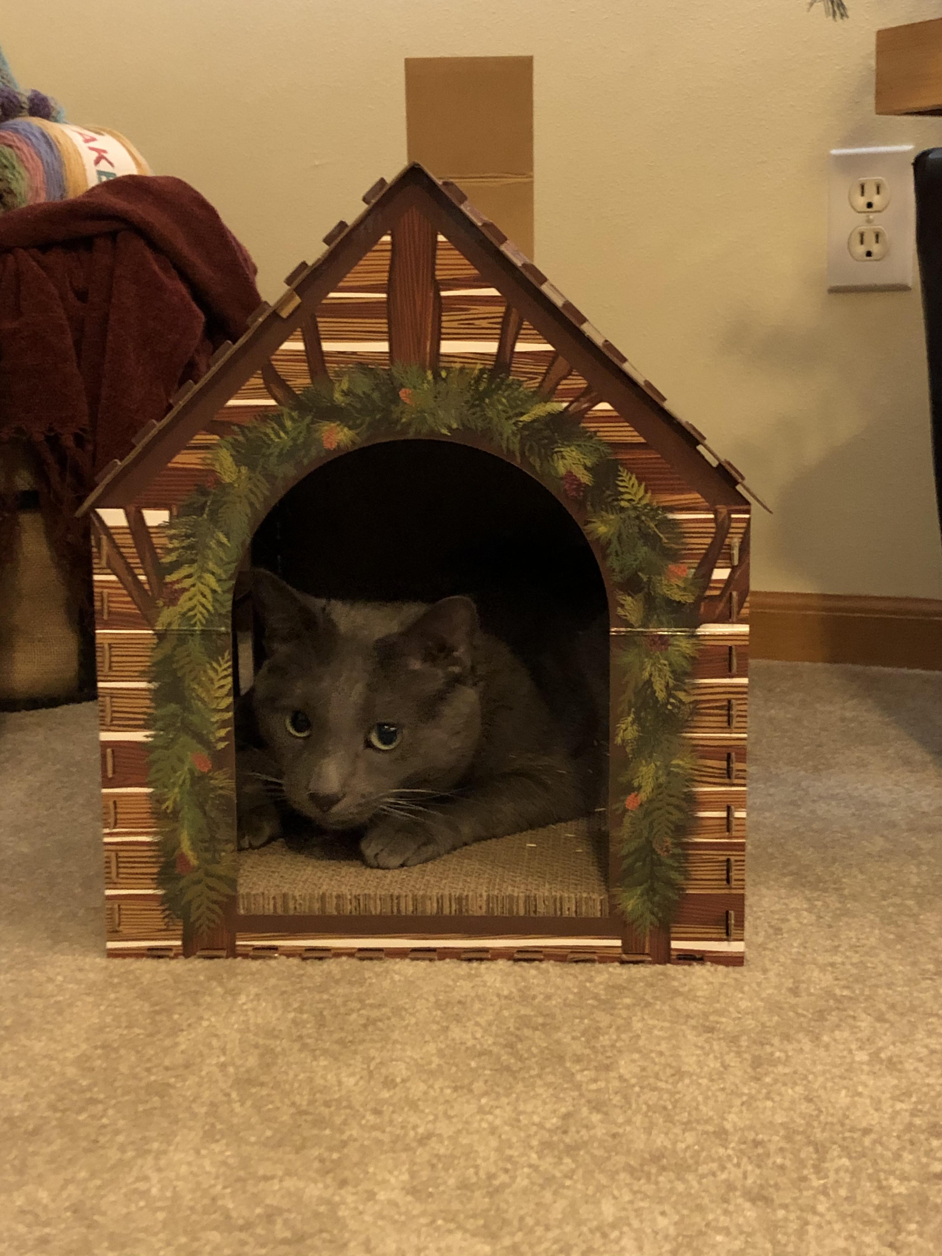 There’s no place like home for the holidays cats