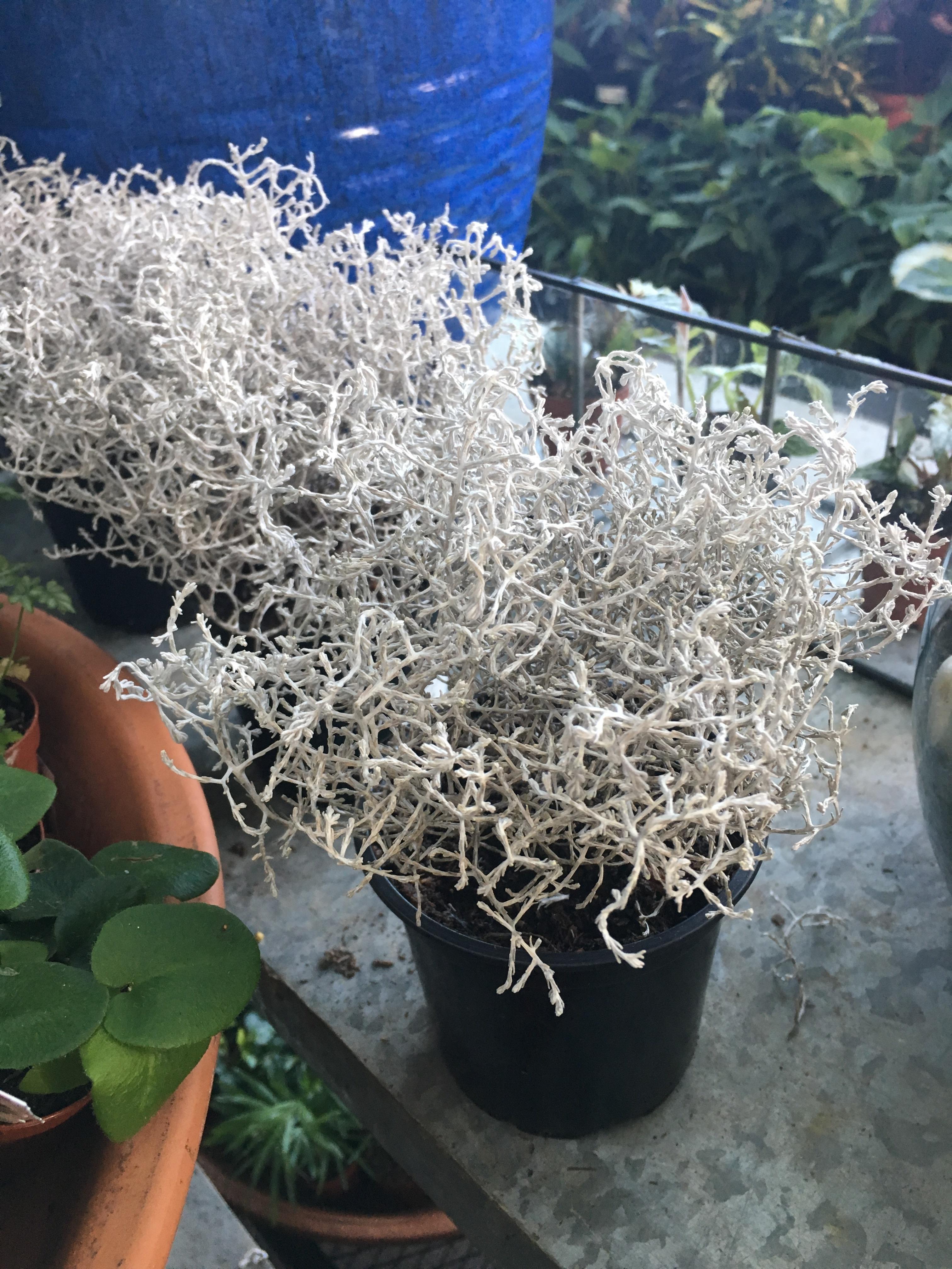 Reddit please help. Name this plant! I know it starts with a c. r