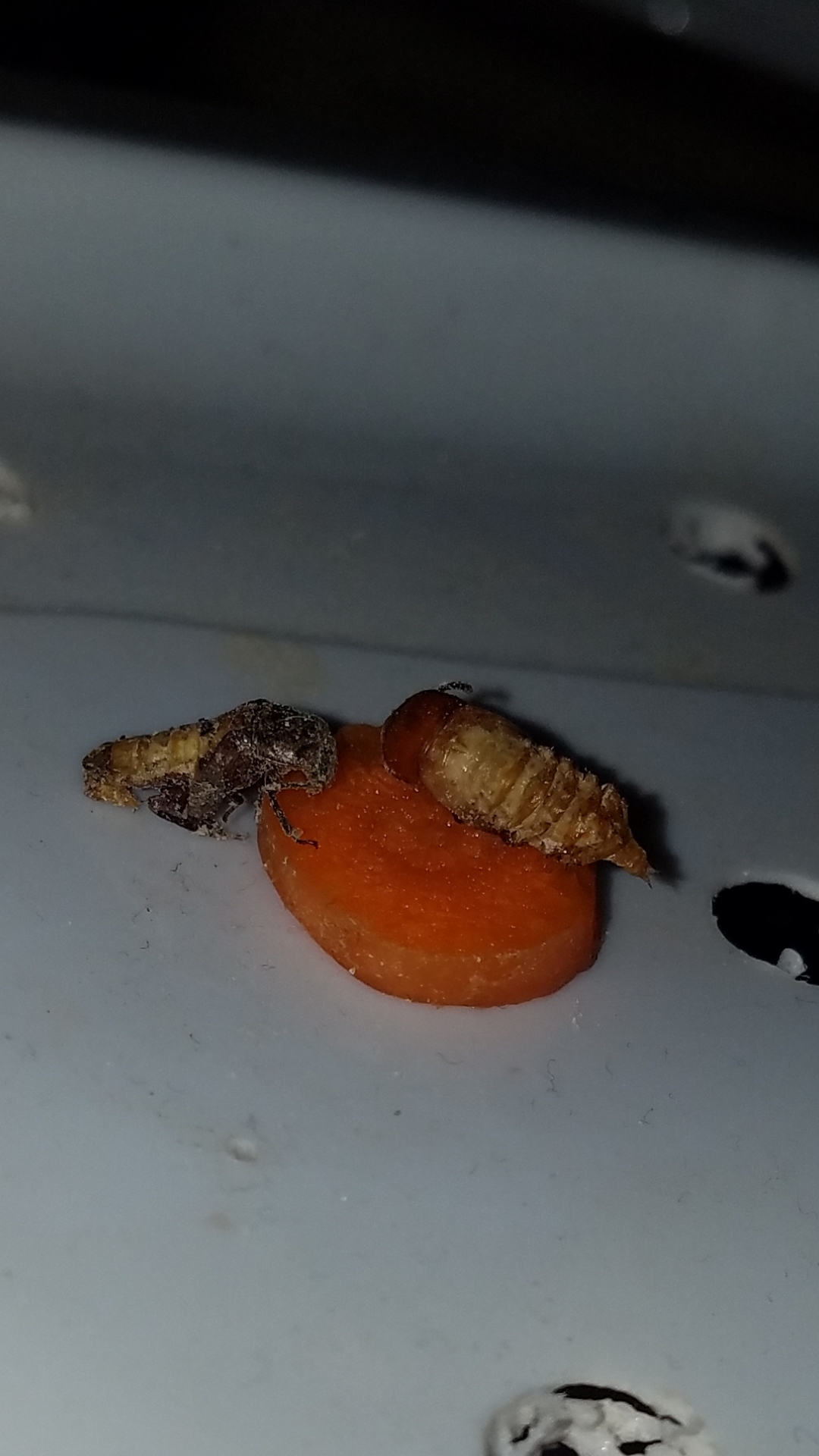 Can anyone tell me why my mealworm pupae are disfigured when they