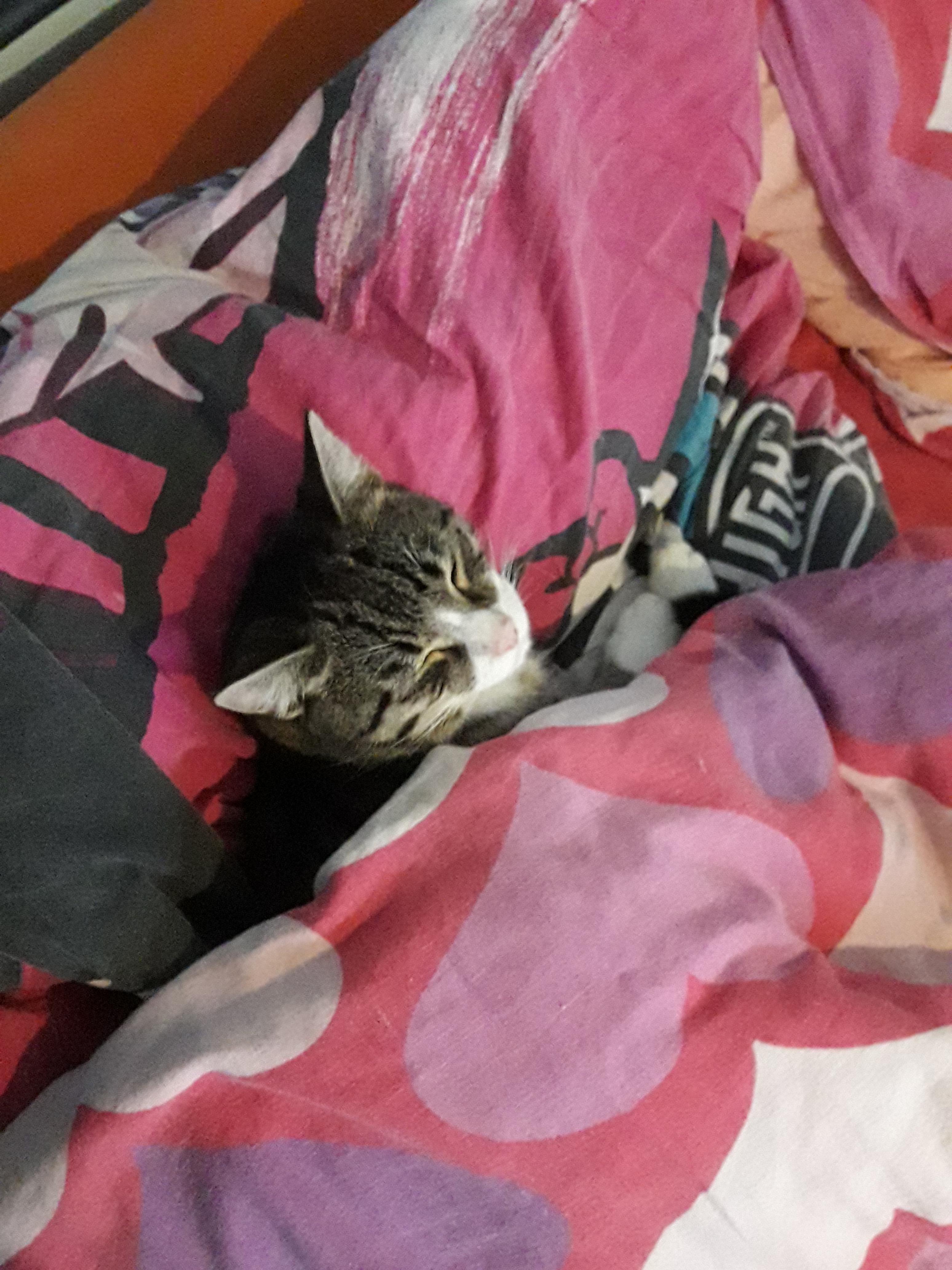 I just wanted to post a photo of my lovely cat sleeping under under the