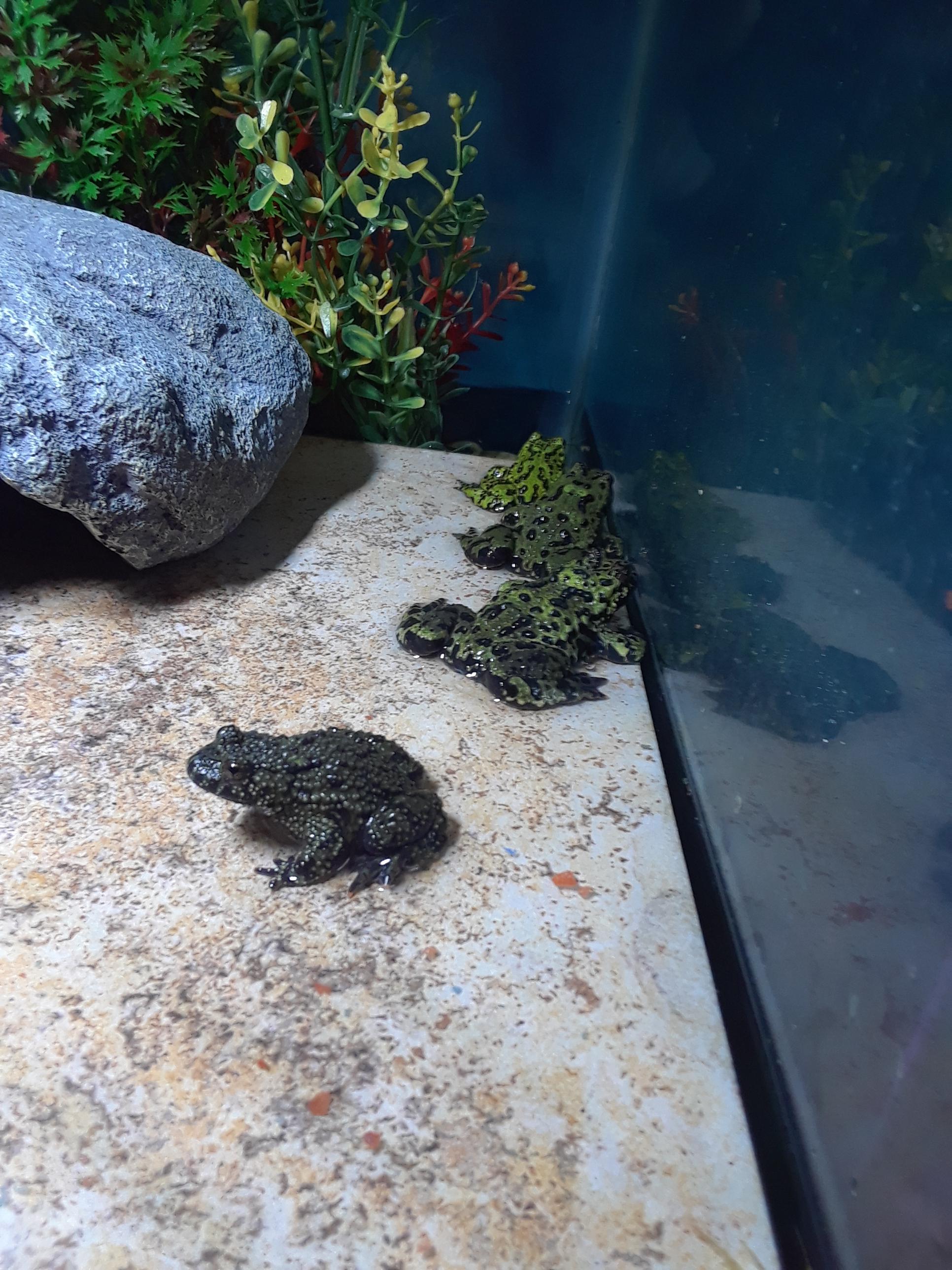 The newest frog butts in house! FROG SQUAD ASSEMBLE! r/frogs