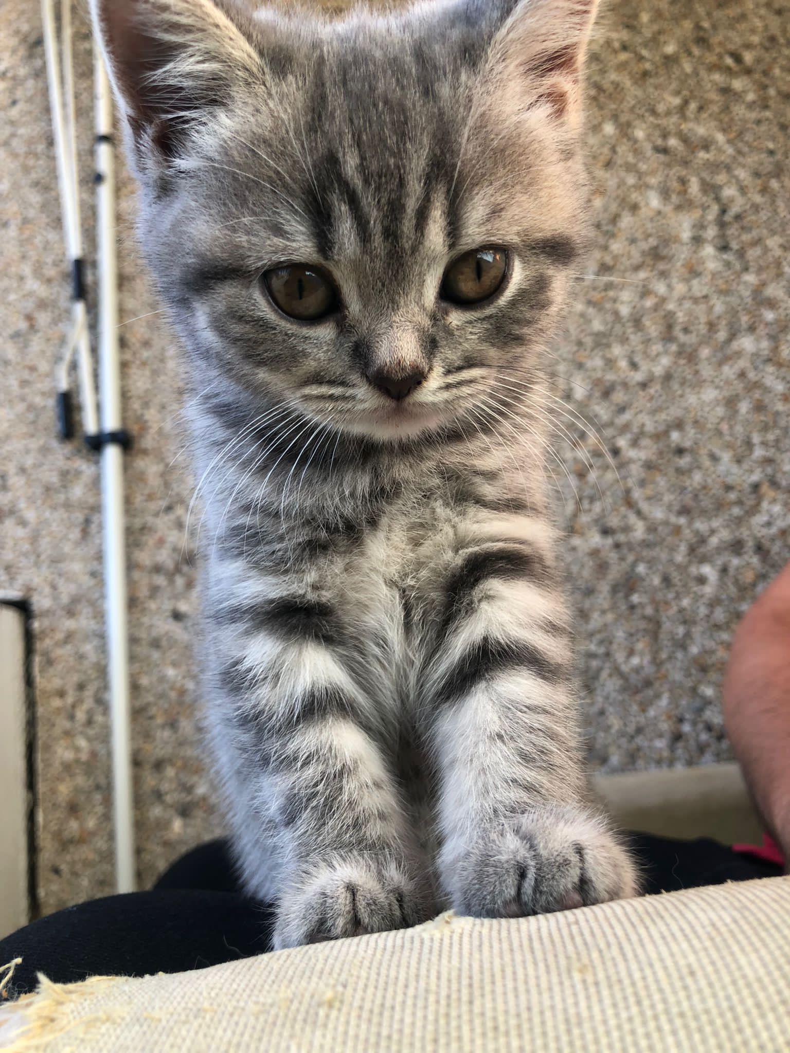 Meet Bella, my cute little kitten. r/aww