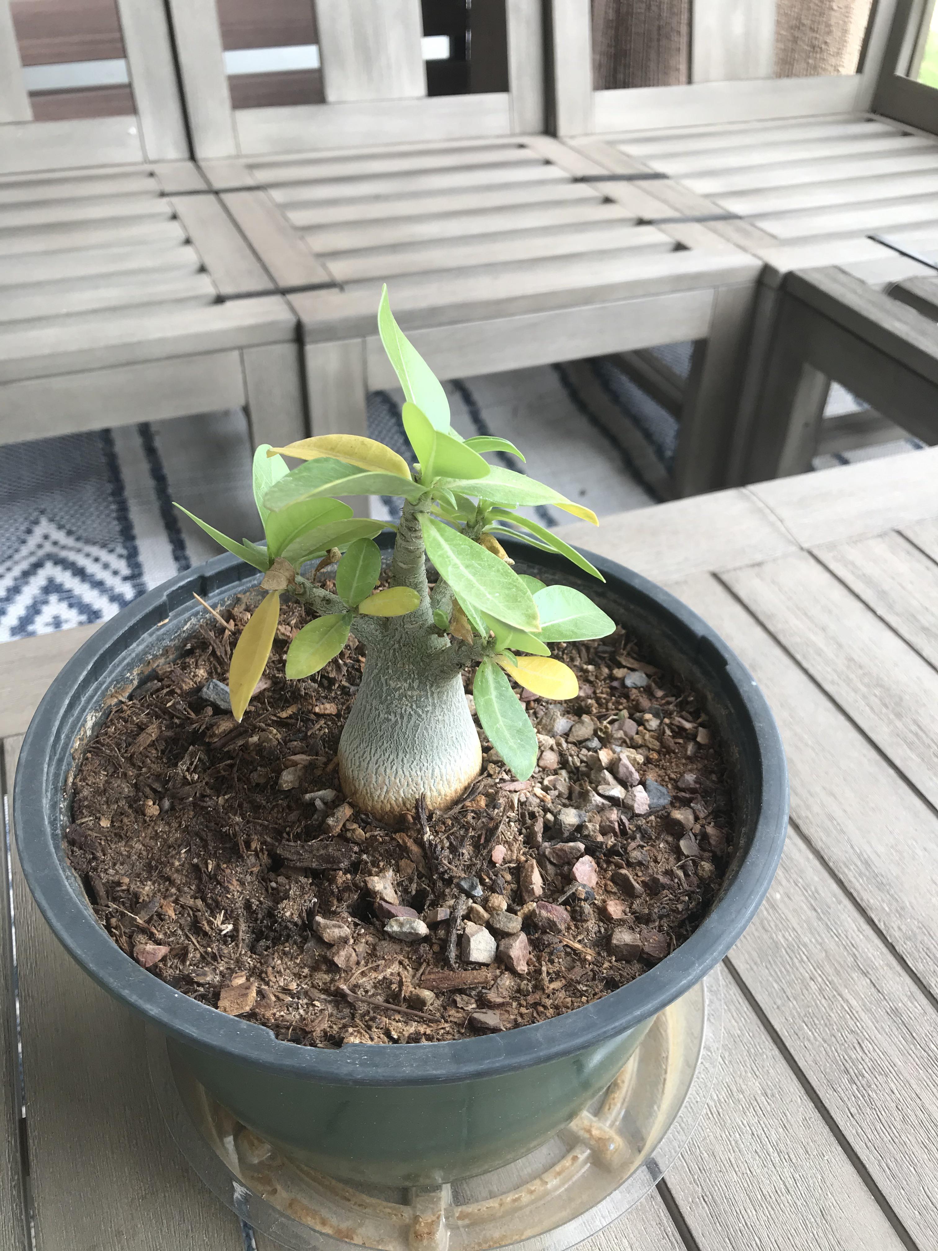 HELP please desert rose leaves turn yellow one by one and dying. r