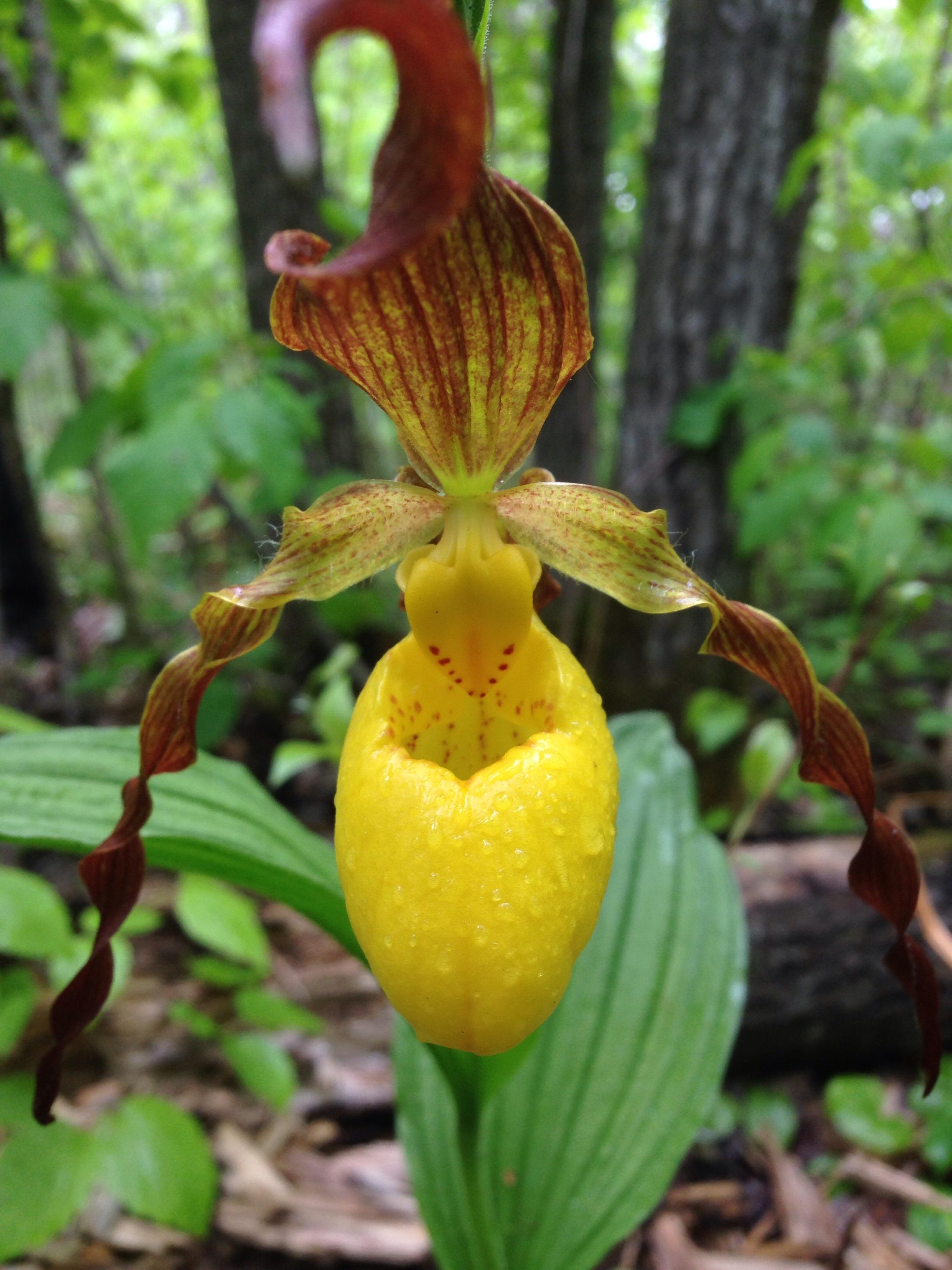 Western Spotted Coral Root, a very common orchid in Minnesota. r/plants