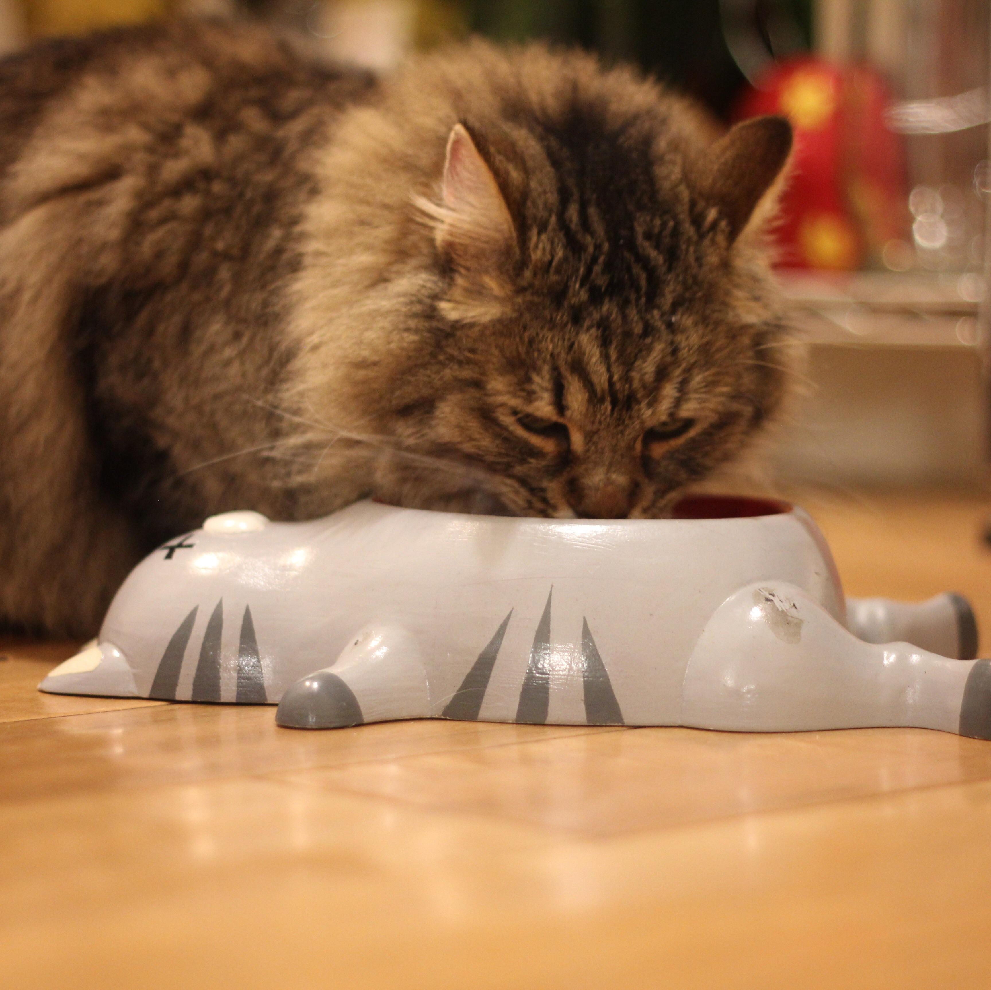 Russian Spy Cat eats mule, while escaping from Siberian Labor Camp 🤣😈😼💀 r/cats