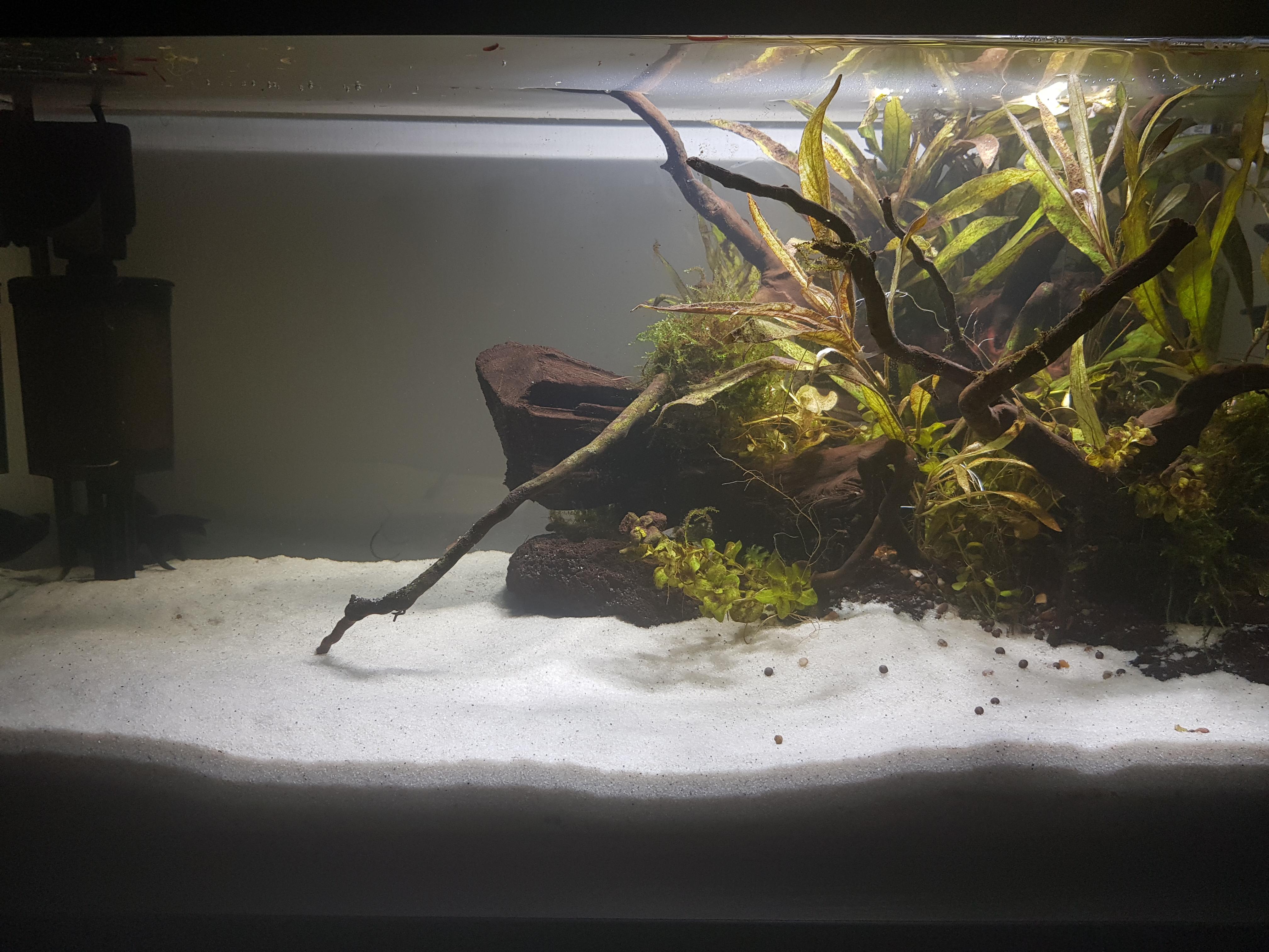 My 13 gallon tank r/Aquariums
