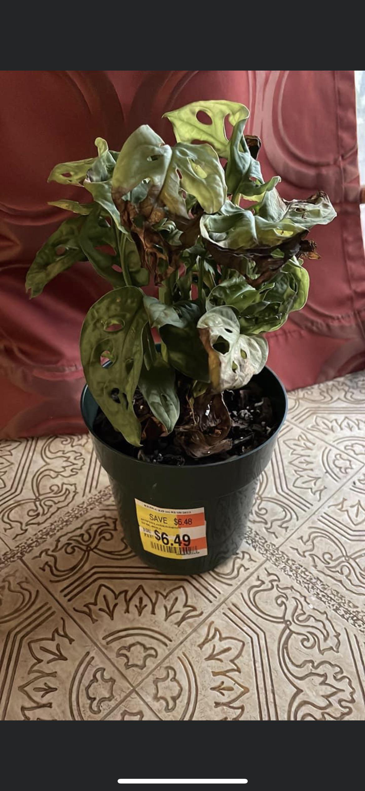 So I got this dying Swiss Cheese plant & was wondering how or if I can