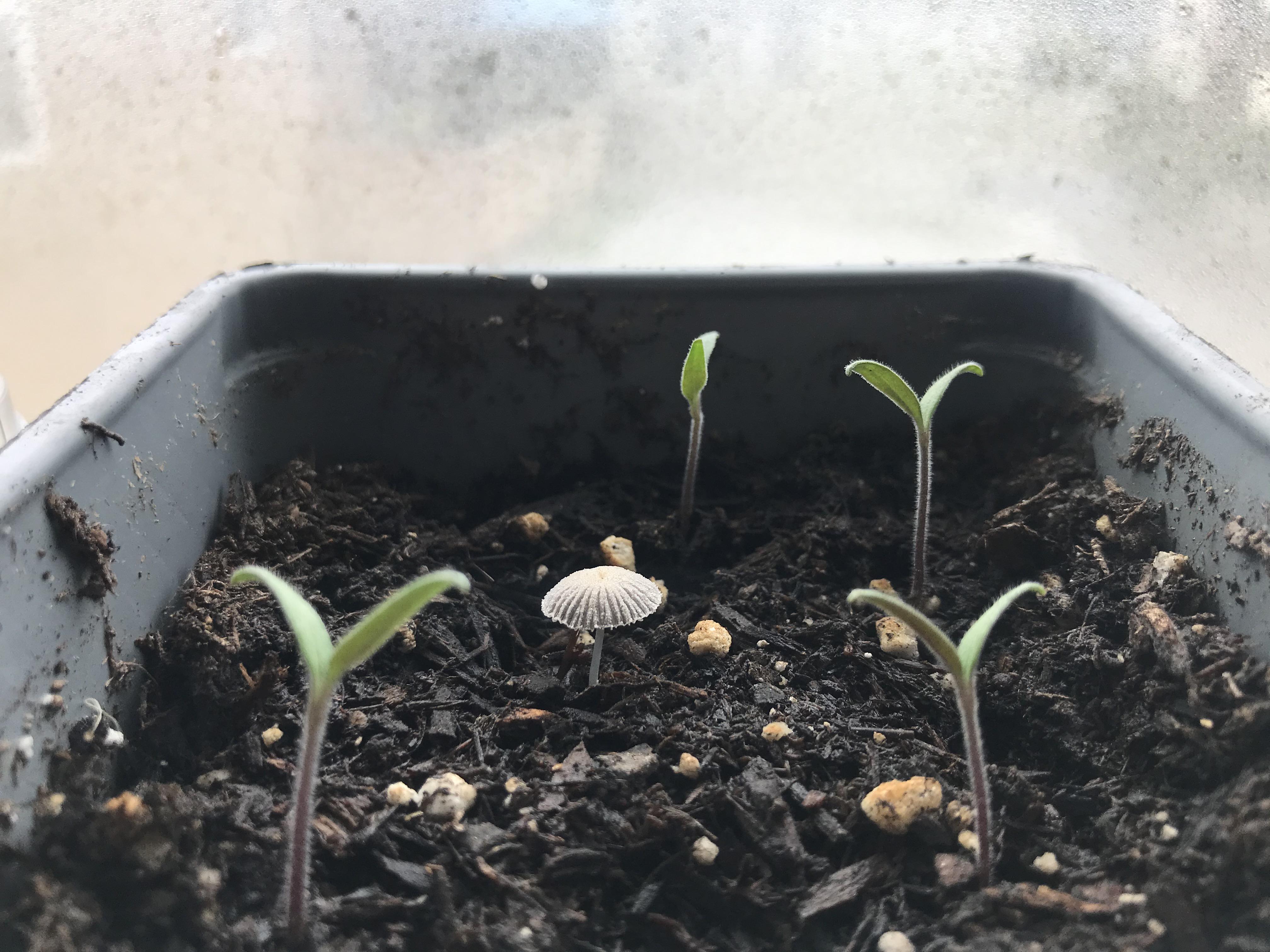 A mushroom appears amongst the tomatoes r/UrbanGardening